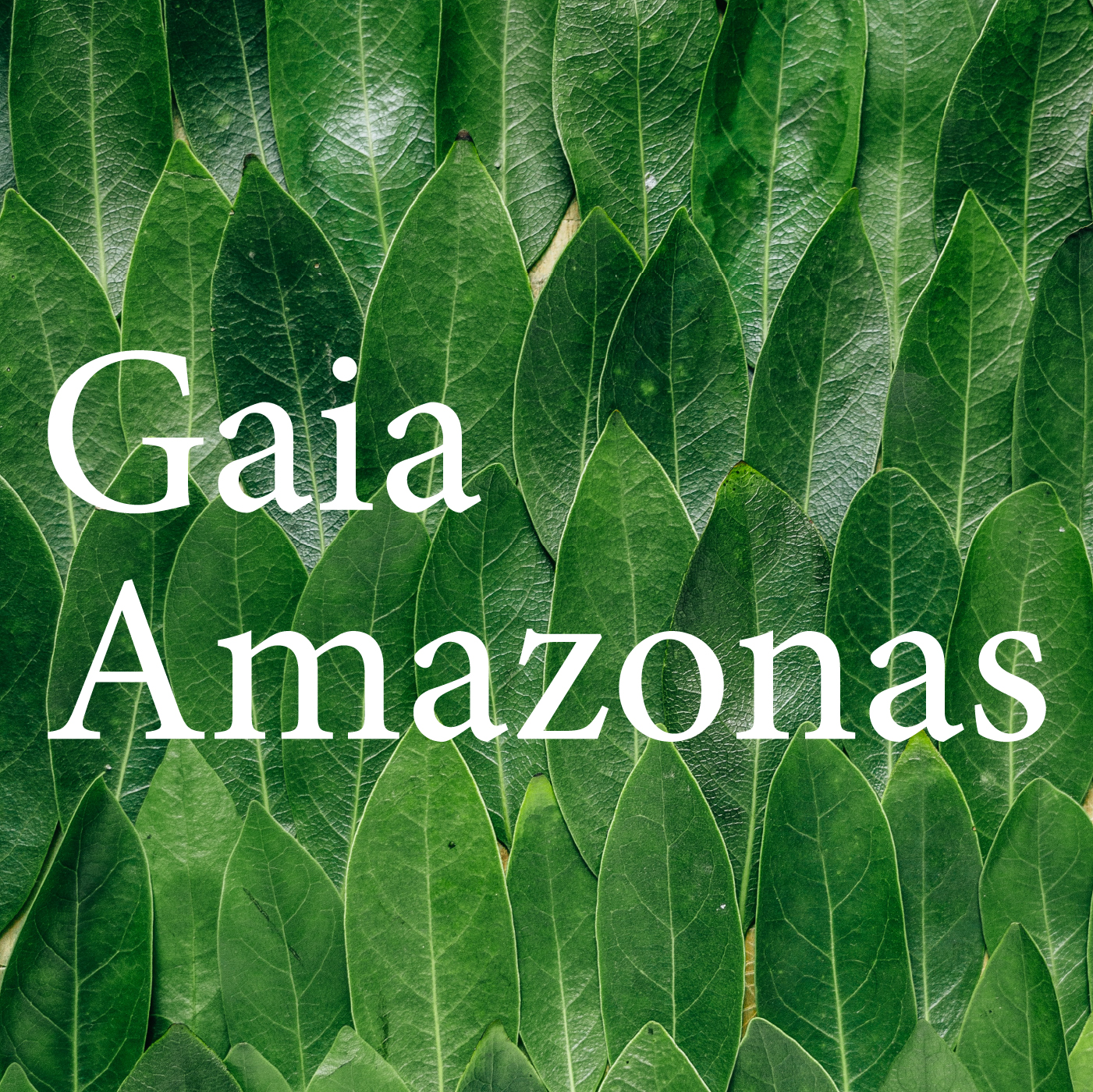 Profile picure of Gaia Amazonas