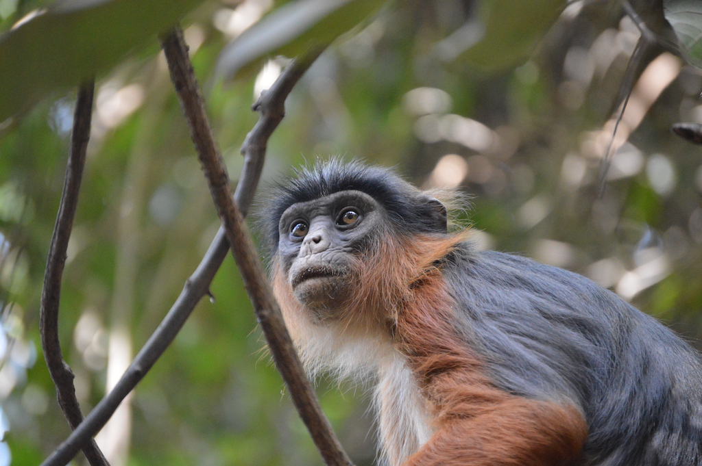 Profile picure of Saving Red Colobus Monkeys