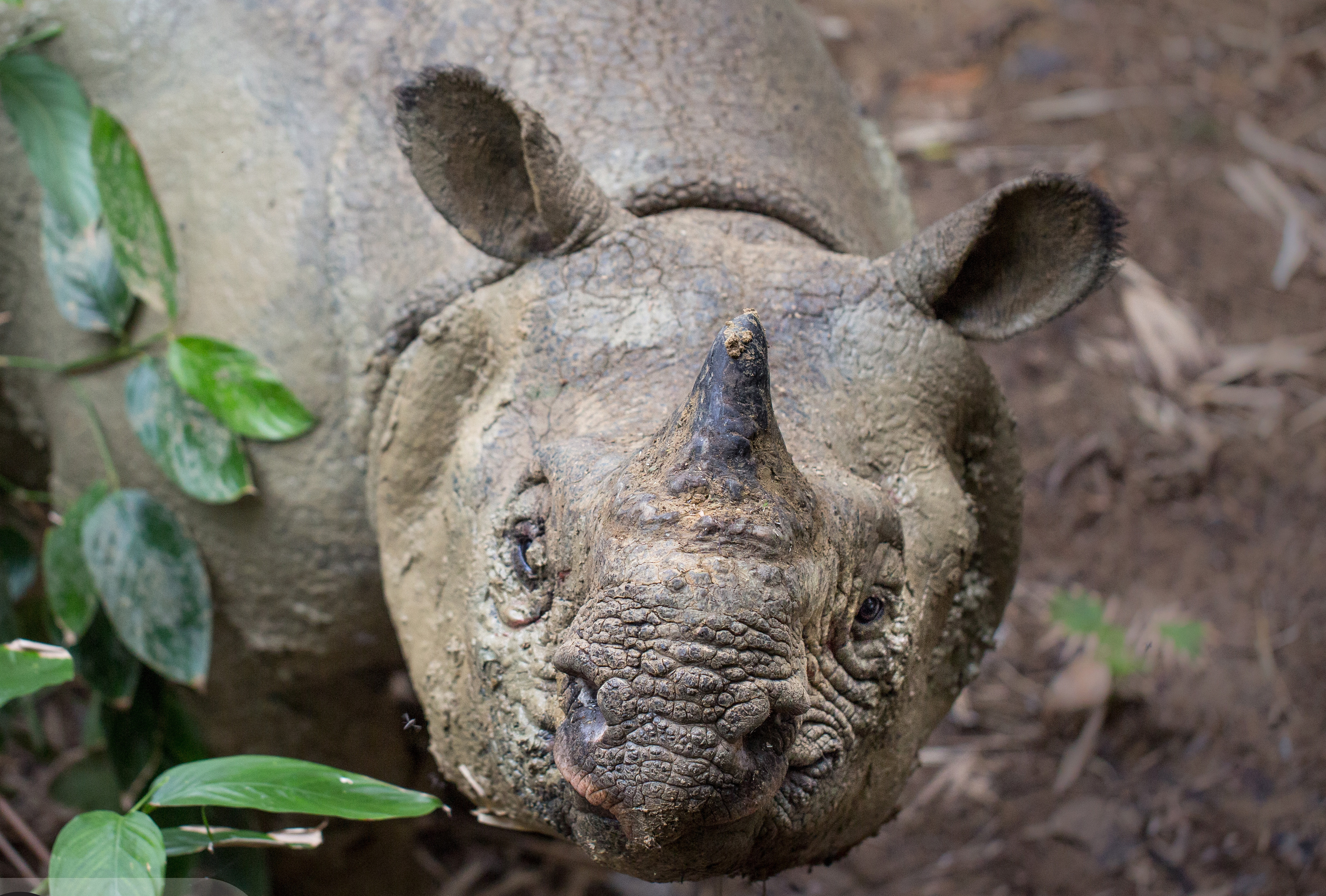 Profile picure of Recovering Javan Rhinos