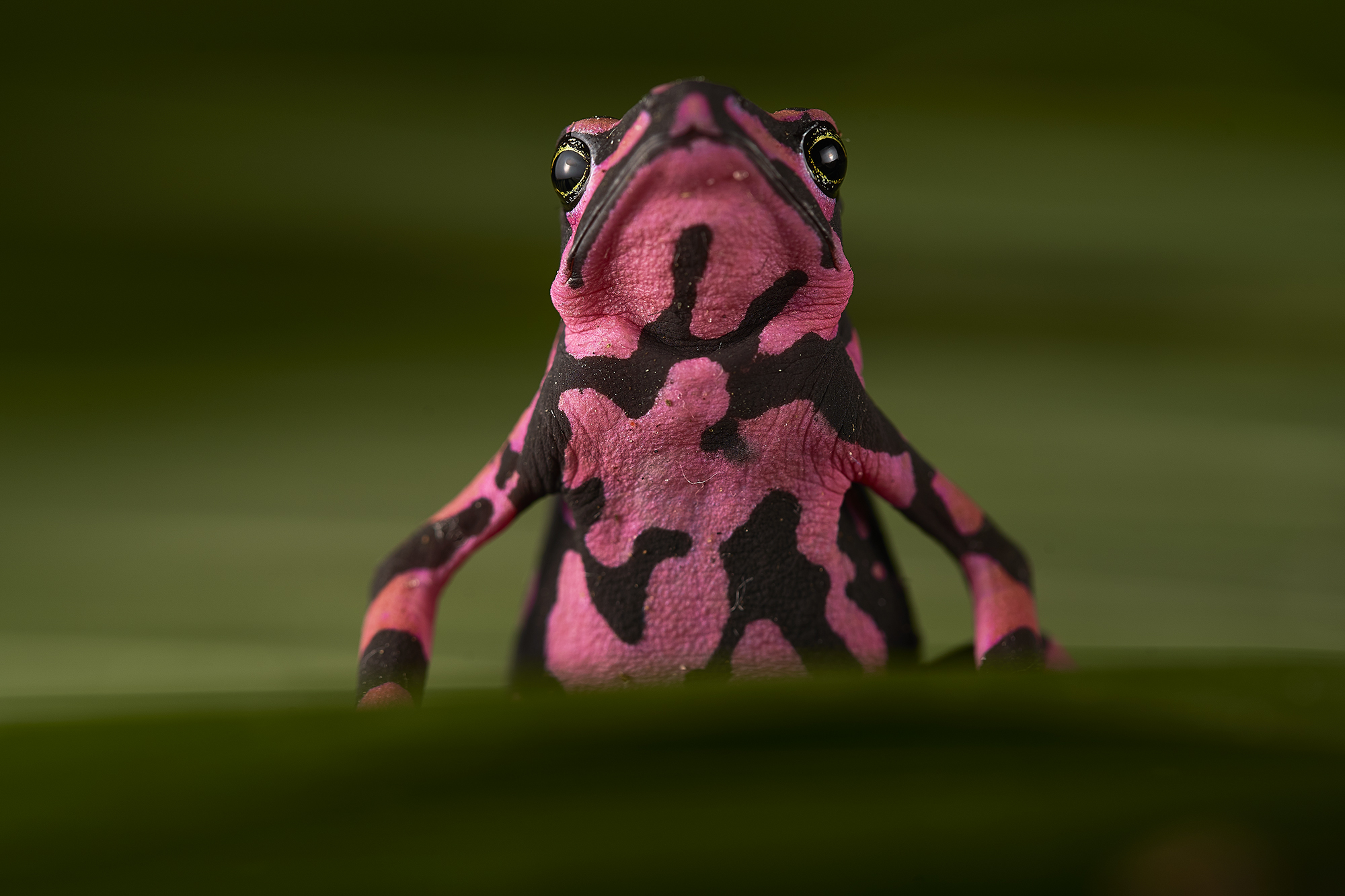 Profile picure of Saving Harlequin Toads