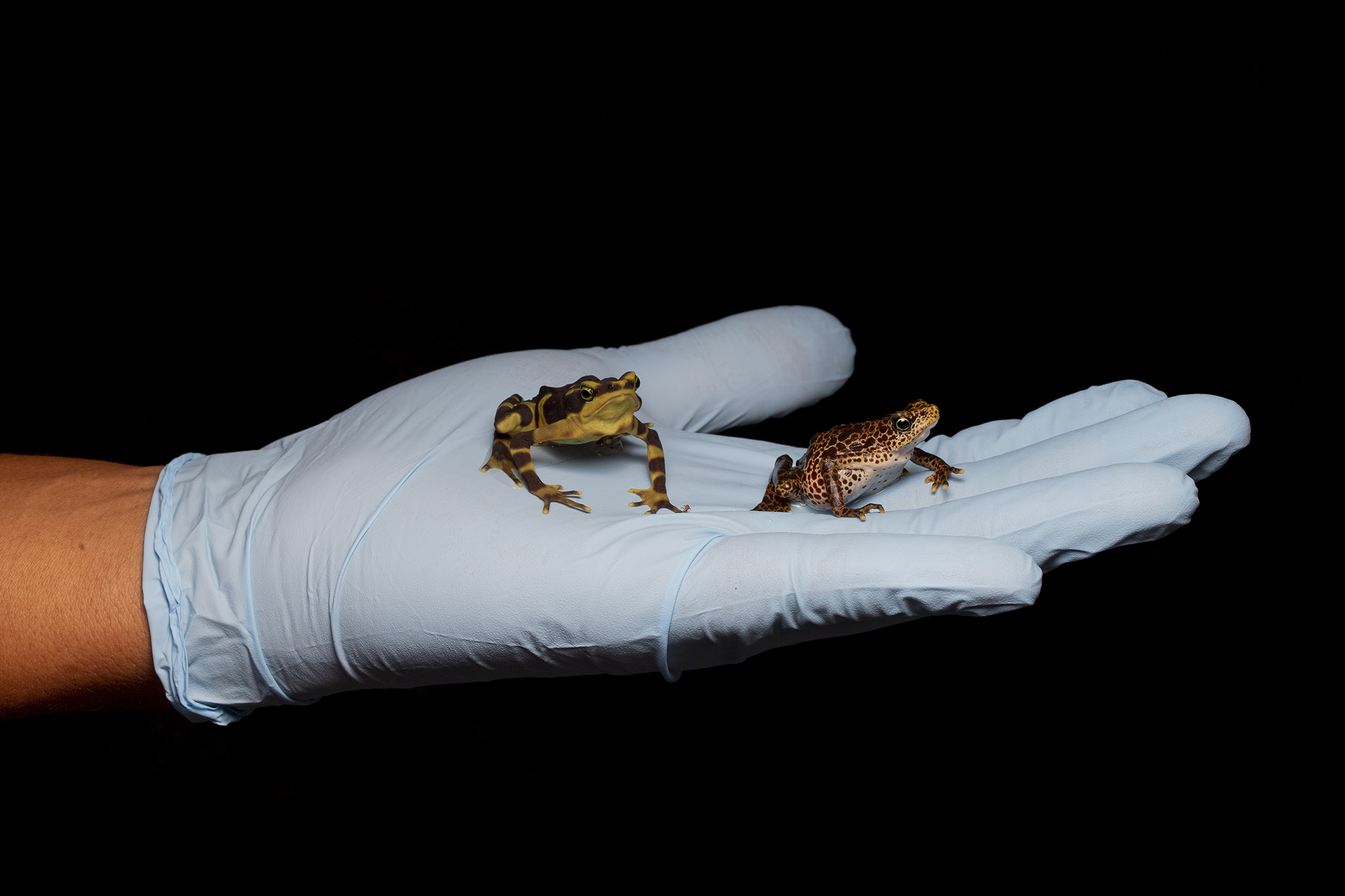 Saving Harlequin Toads [object Object],[object Object]