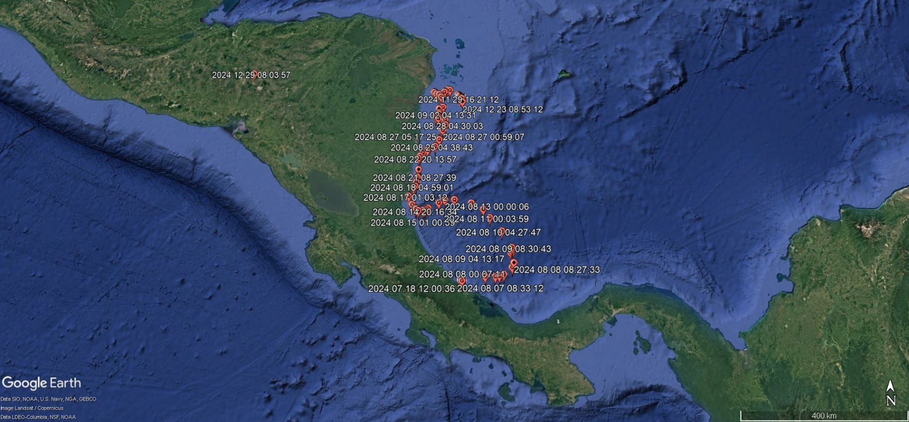 Our three satellite tagged hawksbill females have arrived in their feeding grounds and continue to transmit data. 