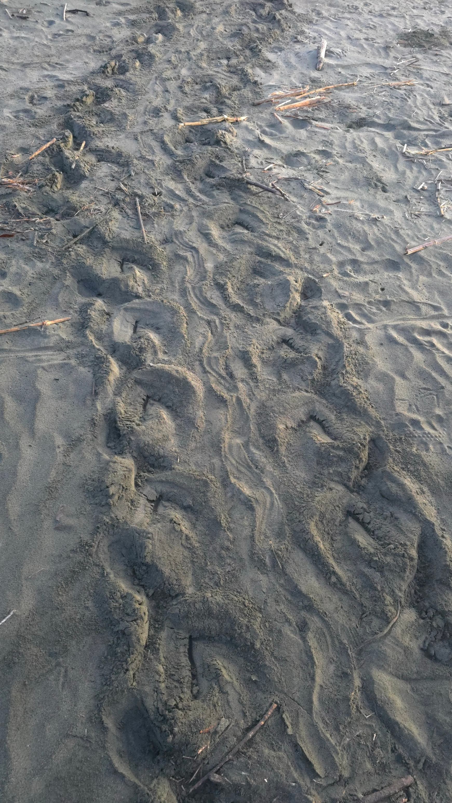 We had an unexpected late season/off season visitor a few days ago. December is the latest we have ever recorded a hawkbill turtle nesting. Nesting season usually ends end of October/beginning of November. Unfortunately, some fishermen were faster than we were and took the nest. 😢