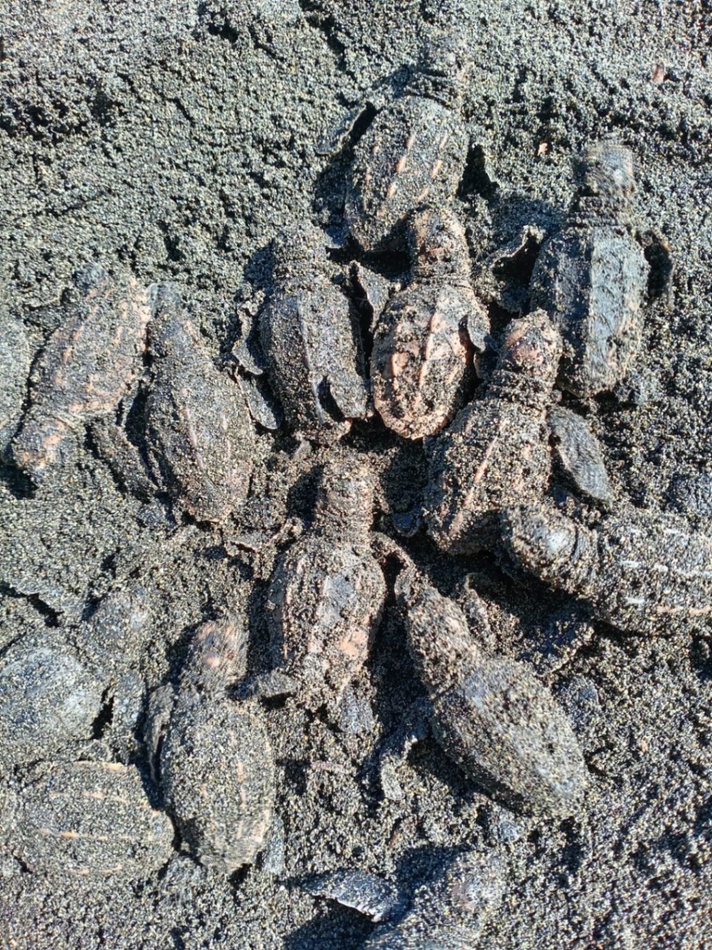 Our second to last nest hatched from the 2024 nesting season. 154 of 176 eggs produced a baby sea turtle. The last nest isn't due until mid January.