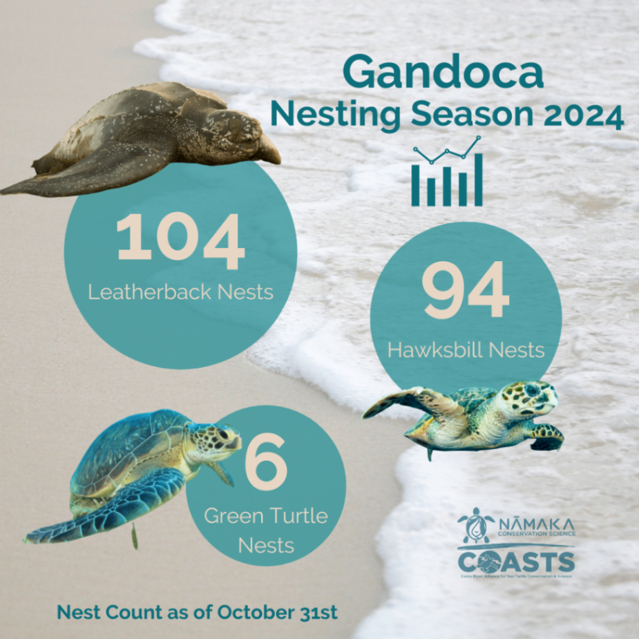 These are the data as of October 31st of our sea turtle nesting season in the Southern Caribbean. We had some recent surprise visits from hawksbill females that decided they would really like to nest super late in the season...