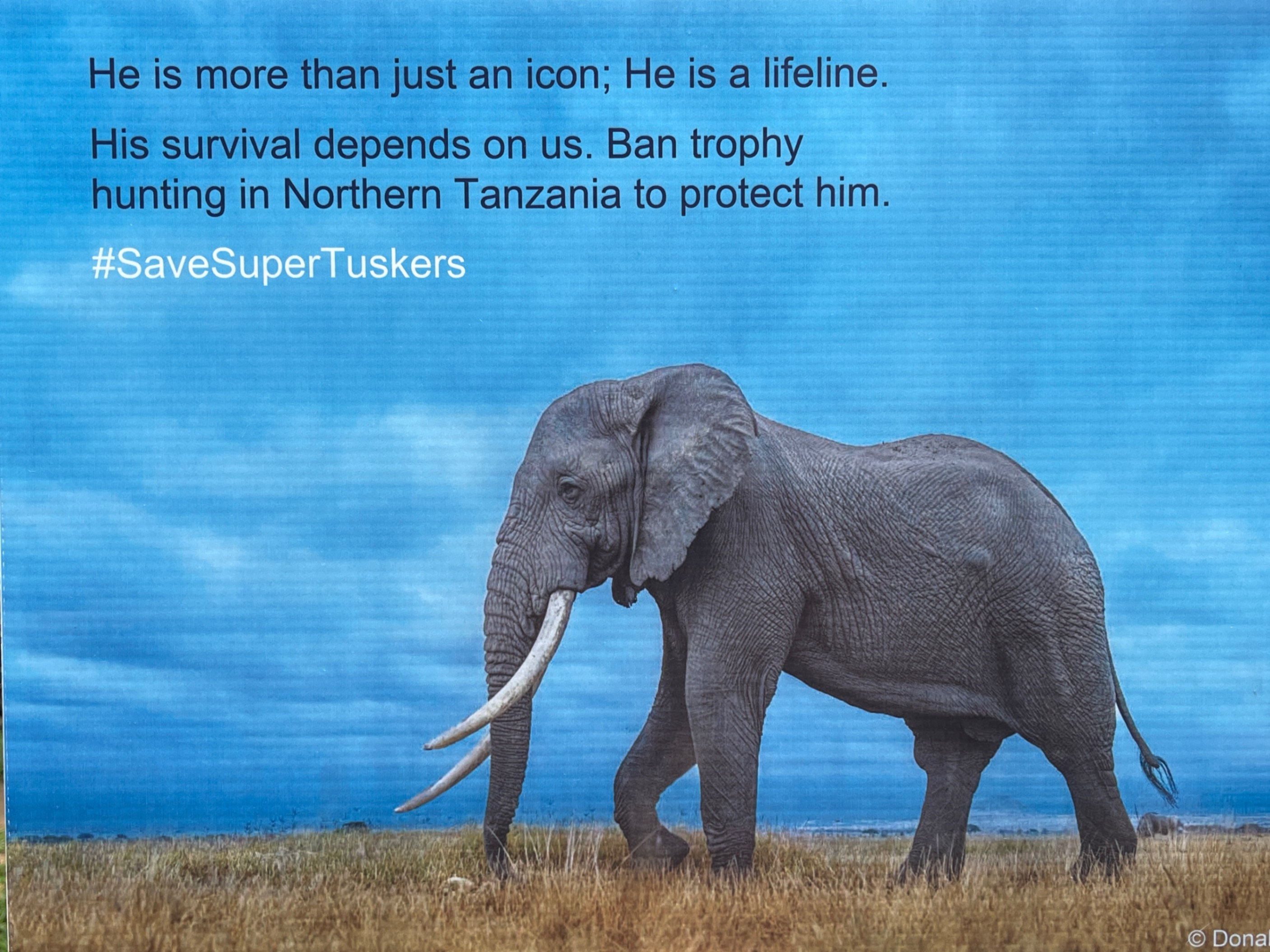 We love Elephants but they are not as safe as we hoped they would be by 2024. In Northern Tanzania they are being hunted, and in Zimbabwe and other countries they are being killed to feed people during a drought. These are two challenges that keep WildlifeDirect on the defence of elephants, one of the few species on earth that communicates in language and has an intelligence akin to ours. 