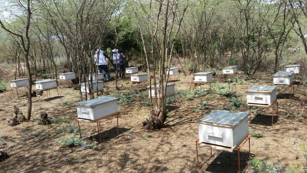 New apicultural site established near Caracol in northern Haiti.  Thanks to Milkywire funding 20 new hives have been started with the local community.