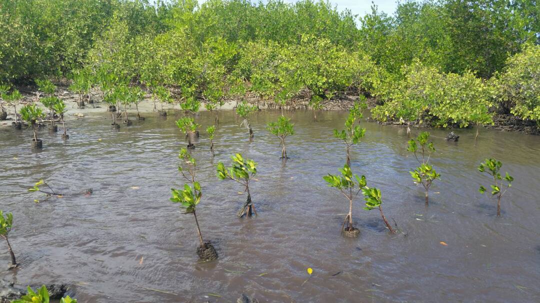 Replanted red mangroves doing well near Bord de Mer Limonade in Northern Haiti.