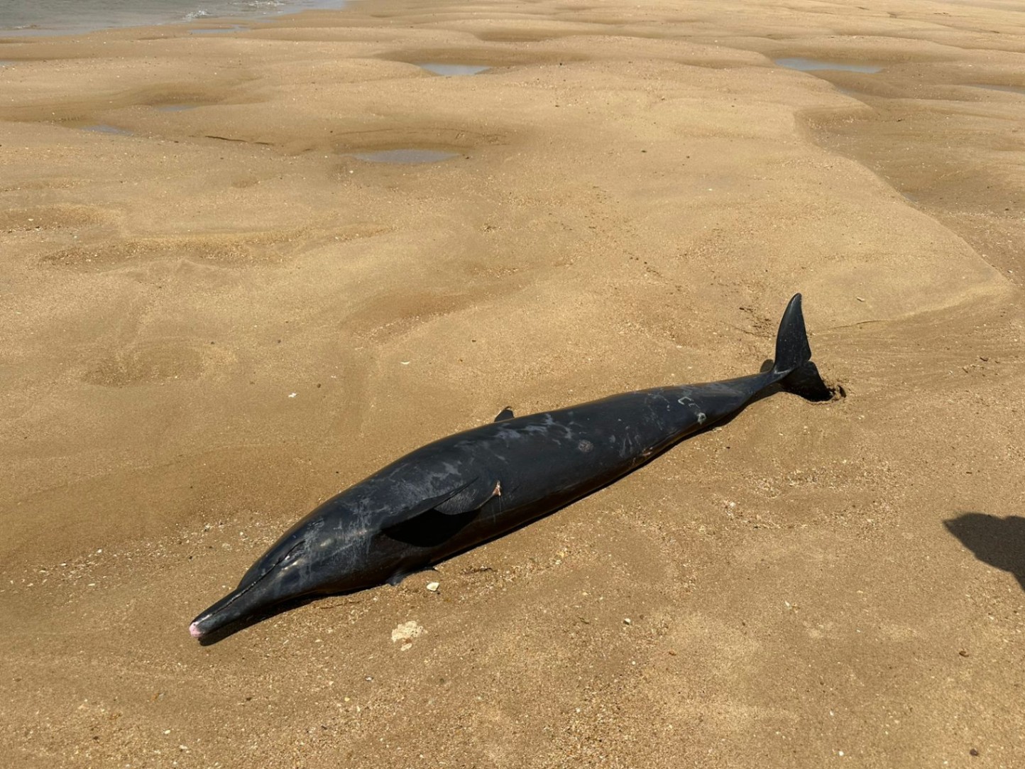 We start the new year with the unfortunate stranding of six dolphins off the north coast of Kenya. These dolphins were sighted near Lamu Island, and despite local boat operators' efforts, rescuing them was proving risky for both dolphins and community. While the videos are too graphic to share, this incident has highlighted the need for better training materials on safe dolphin handling. We've initiated patrols to monitor the shores for stranded dolphins, prioritizing this unique and urgent case.

Thank you for your continued support.