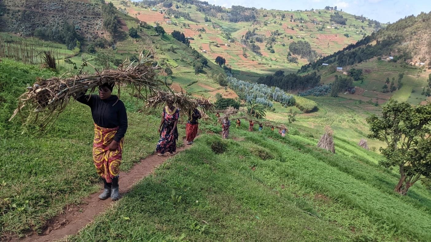 At RWCA, we believe in creating sustainable solutions for both people and nature. One of the major threats to Rugezi Marsh has been community members cutting grass, which disrupts the ecosystem, harms biodiversity, and weakens the wetland’s ability to thrive.

That’s why we took action! We recently distributed over 1 million fodder grass cuttings to over 3000 households in the communities surrounding Rugezi. These grasses provide an alternative, sustainable source of livestock feed, reducing reliance on the wetland's natural resources.

Join us in our efforts to protect the Rugezi Marsh because a healthy ecosystem benefits us all! 
