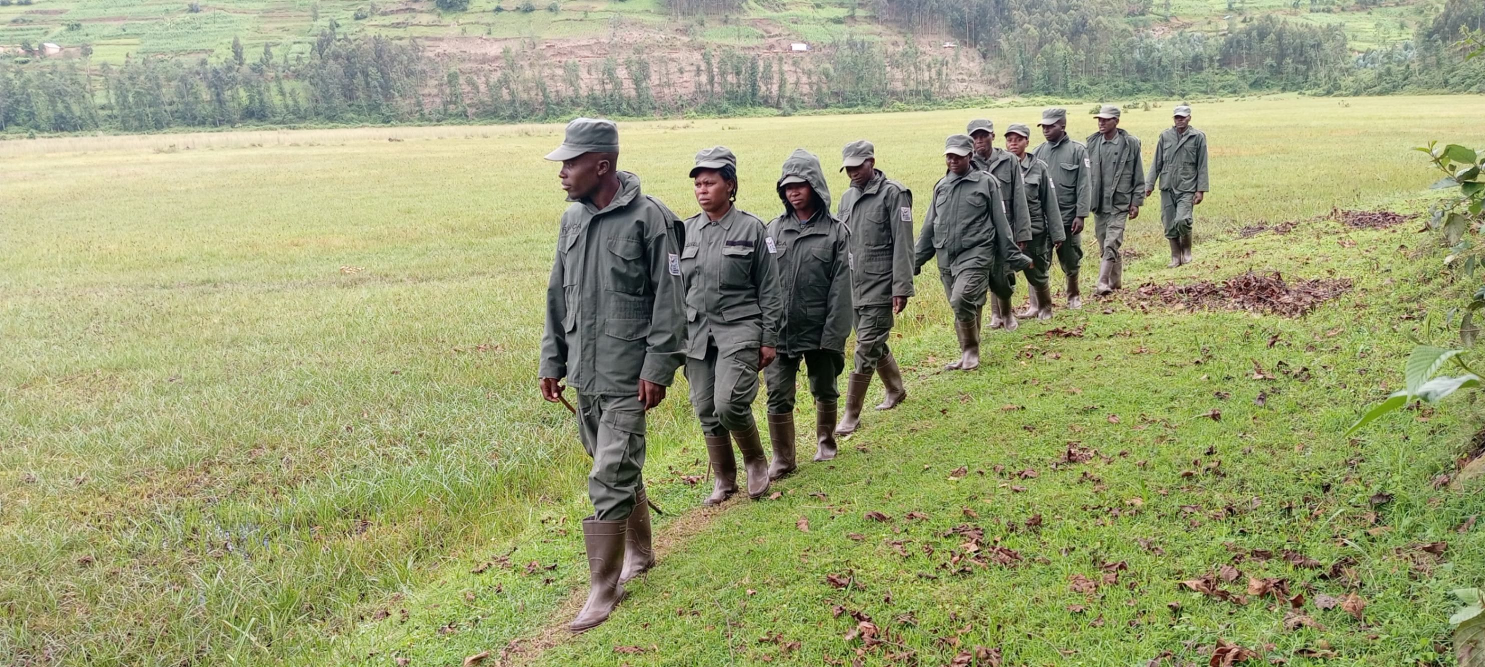 Rugezi Marsh isn’t just home to the majestic Grey Crowned Cranes – it’s a sanctuary for an incredible variety of species! However, this precious ecosystem faces challenges as local communities still depend on it for activities like grass cutting, cutting trees for firewood, grazing livestock, and fishing.

That’s where our Community Rangers step in. Every day, they patrol the marsh to monitor and prevent illegal activities while engaging with local communities to raise awareness about the importance of conservation. Together, we’re working to ensure this wetland thrives for generations to come!