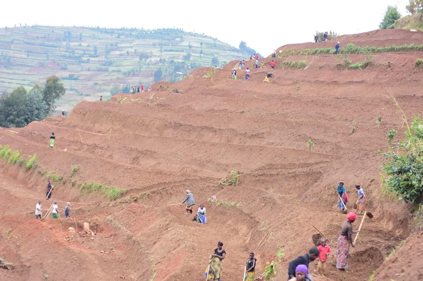 As part of our habitat restoration efforts, we collaborate with communities around Rugezi Marsh to convert steep land into terraces and plant trees and fodder grass, protecting soil from erosion and preventing marsh sedimentation. Recently, we transformed 5 hectares, planting 8,000 agroforestry trees and 100,000 fodder grass cuttings. This not only improves soil fertility but also provides livestock feed, reducing reliance on the marsh. The project has also created temporary employment for over 300 individuals involved in the restoration work.