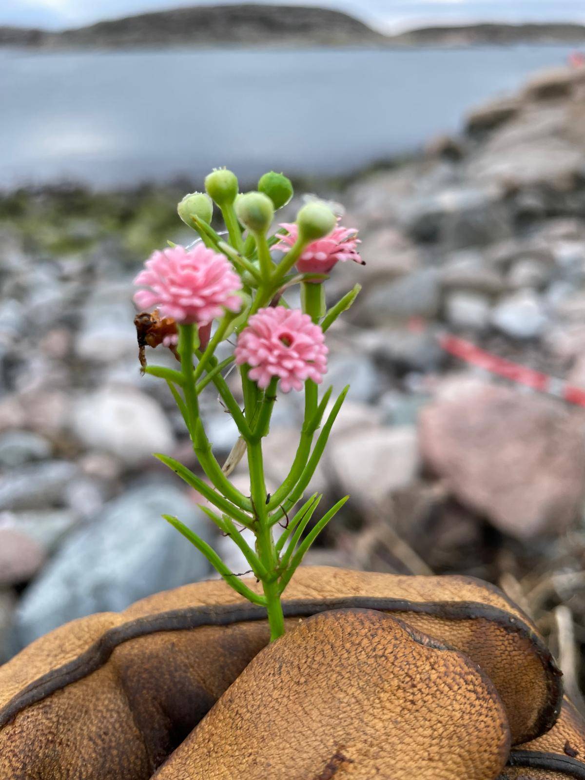 There is a lot of plastic on our islands. More than usual compared to the last years.
We find a lot of plastic flowers on the beaches from an container lost by a cargoship.
We are able to clean about 250kg of plastic every workday.