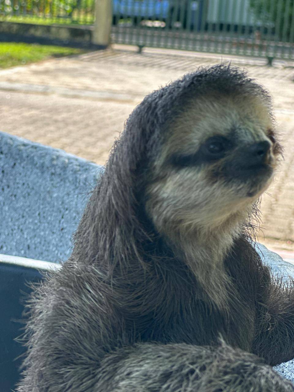 🦥 Rescuing a Baby Sloth: A Creekside Discovery🦥

A tiny, helpless sloth was found clinging to life in a creek, with its mother nowhere in sight. 🌿 Caring locals stepped in, nurturing the baby as best they could, but knowing it needed specialized care, they brought it to us. 

Now in safe hands, this little one will receive the attention and care it needs to grow strong and healthy. Our team is dedicated to giving this baby sloth everything it needs to survive. One day, soon he may return to the wild where it belongs. 💚

#BabySlothRescue #SlothCare #WildlifeRescue #SecondChance #ProtectWildlife 🌿