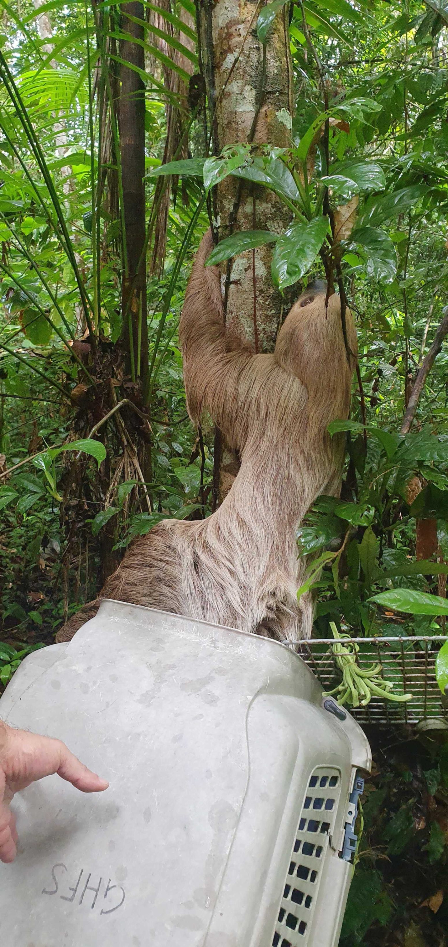 There’s no greater reward than watching a sloth take its first steps back into the wild. After months of care, rehabilitation, and love, these resilient creatures are finally free to roam the treetops once again. Each release is a reminder of why we do what we do to give these gentle beings a second chance at life.

As they disappear into the lush greenery, we know that with your support, we can continue rescuing and protecting these incredible animals. This is not just the end of their journey. it’s a new beginning. Here are some pictures from a few sloth releases we've done this year. part 1.