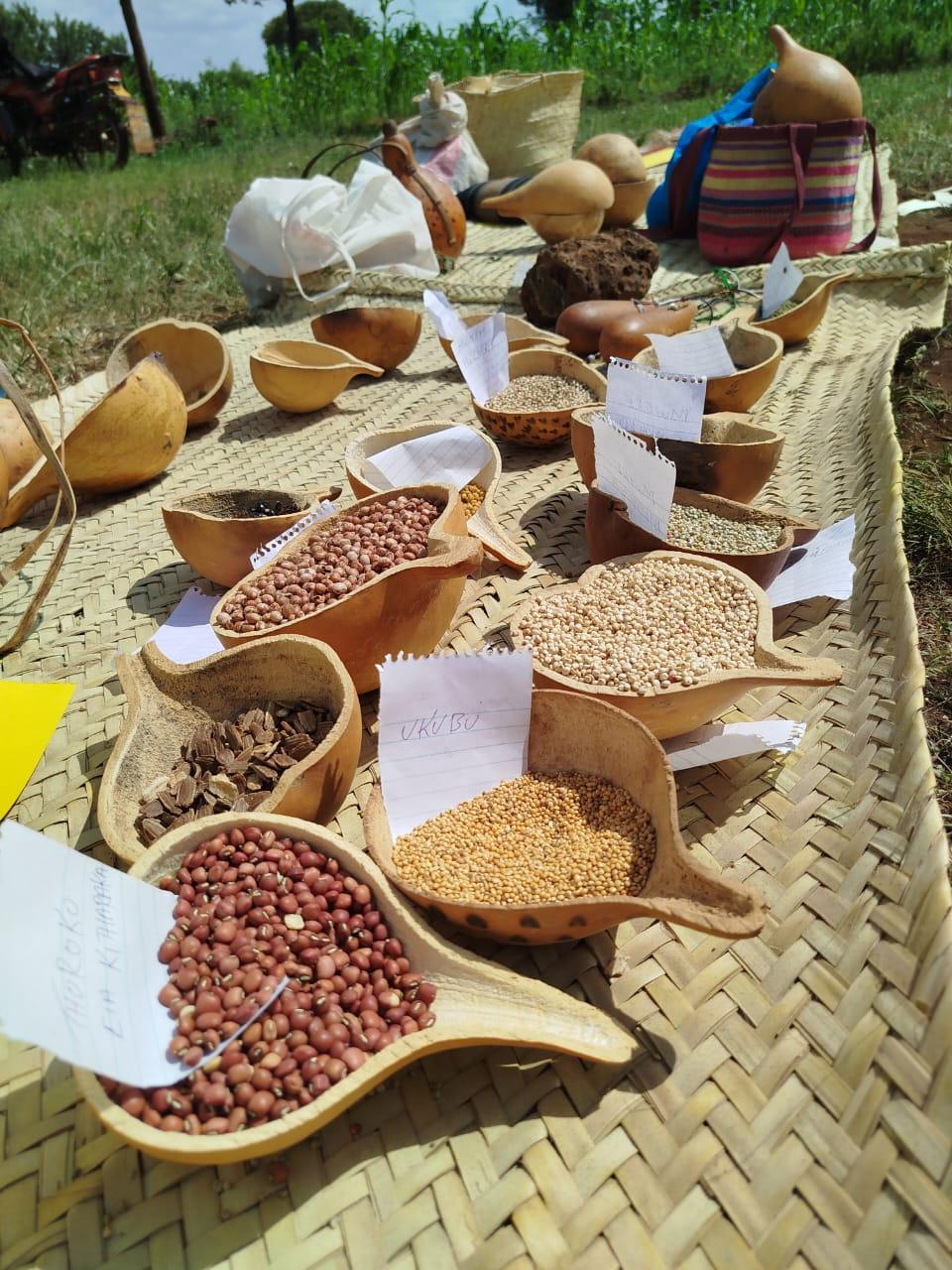 At the Food and Seed Fair, farmers from Tharaka and Meru showcased their indigenous foods and seeds that contribute to food security and climate resilience. They also explored diverse food and seed varieties and learned seed saving techniques.