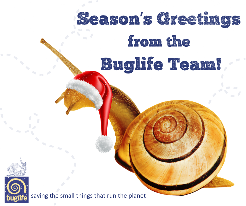 The Buglife Team are taking a bit of a digital break between now and New Year, so things may be a little quieter than usual.  

We would like to take this opportunity to wish all of you a happy festive break.

"Thank you" for saving the small things that run the planet and see you again in 2025! 