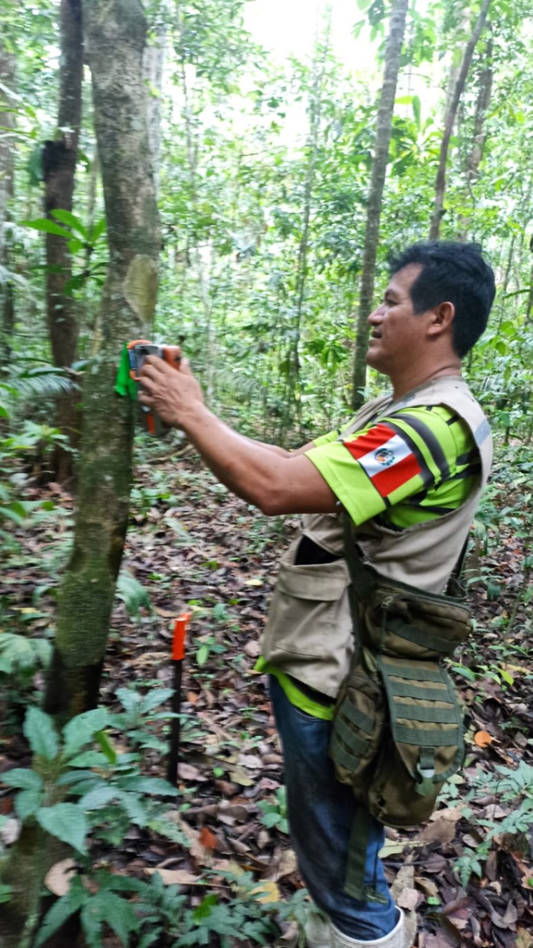 During this month, ARBIO rangers have been clearing and marking trails in the forest, making signs with wood from fallen trees and planting endangered species near the station. ARBIO Forest, Madre de Dios - Peru.