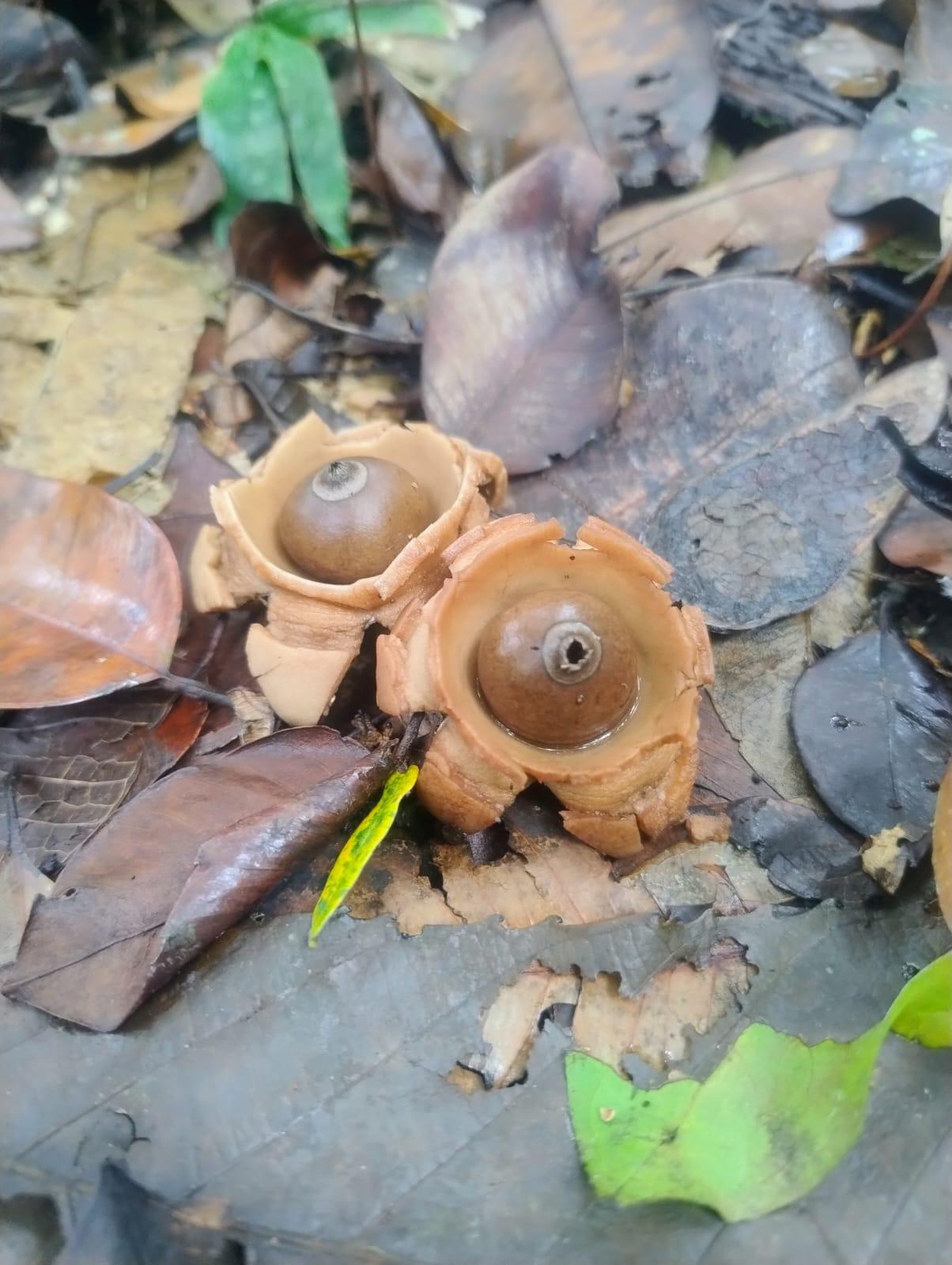 We are starting the rainy season in the Amazon forest and with it the mushroom season! Our researcher Andres Farroñay will do his thesis for his degree in forestry sciences on the richness and diversity of macrofungal species in the ARBIO forest. We are super happy and curious to learn more about this fabulous fungal kingdom. Las Piedras River Basin, Madre de Dios, Peru