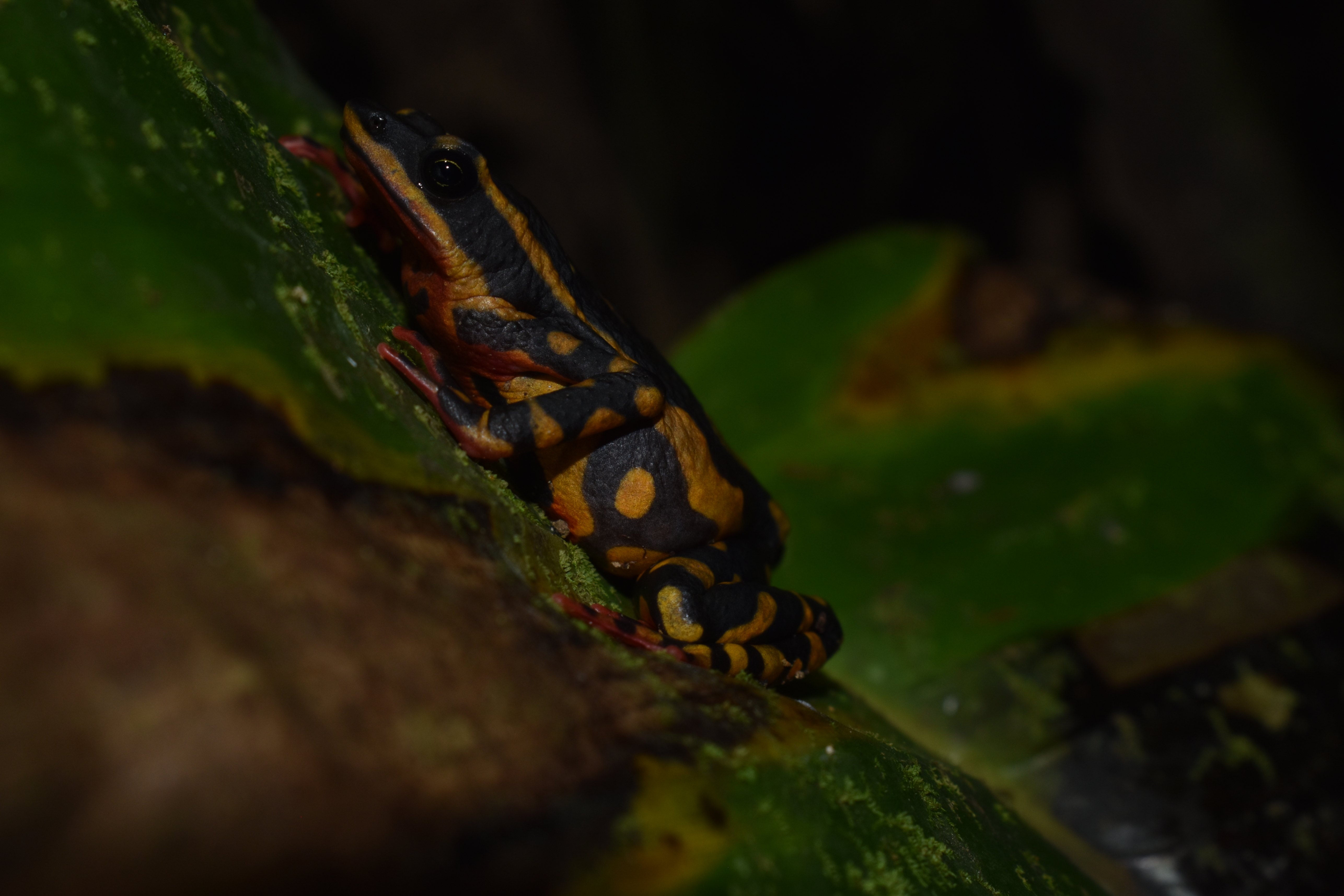 A female Atelopus tricolor found during night monitoring. This made the whole team very happy since it is not common to encounter females.