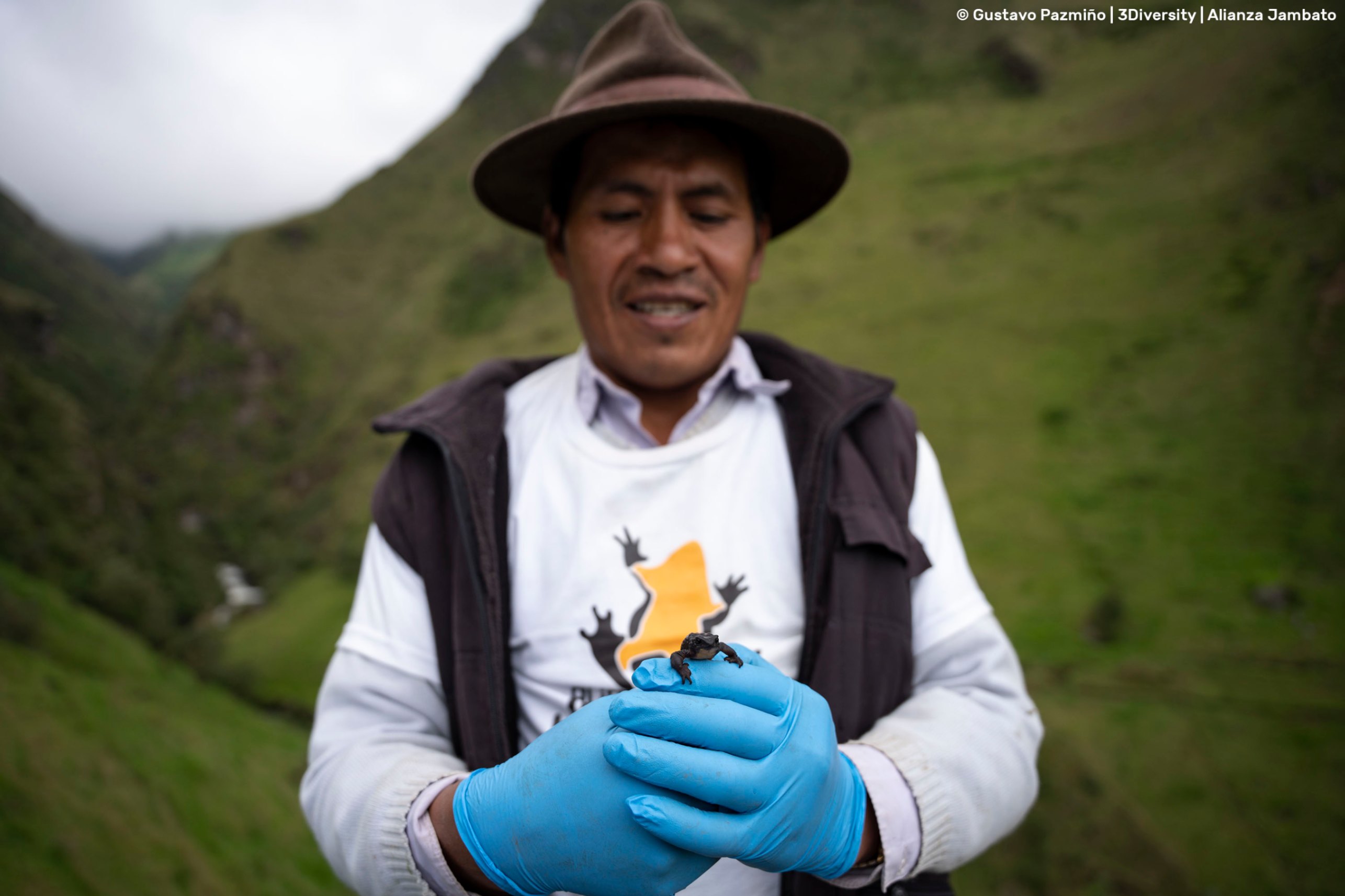 William Millingalli is a local research assistant. He helps during field activities and has been trained to identify male, female, juvenile and adult toads. After almost 1.5 year working on the project, he is happy about everything he has learned about the Jambato Harlequin Toad and has become a strong local champion for Harlequin Toad conservation. 