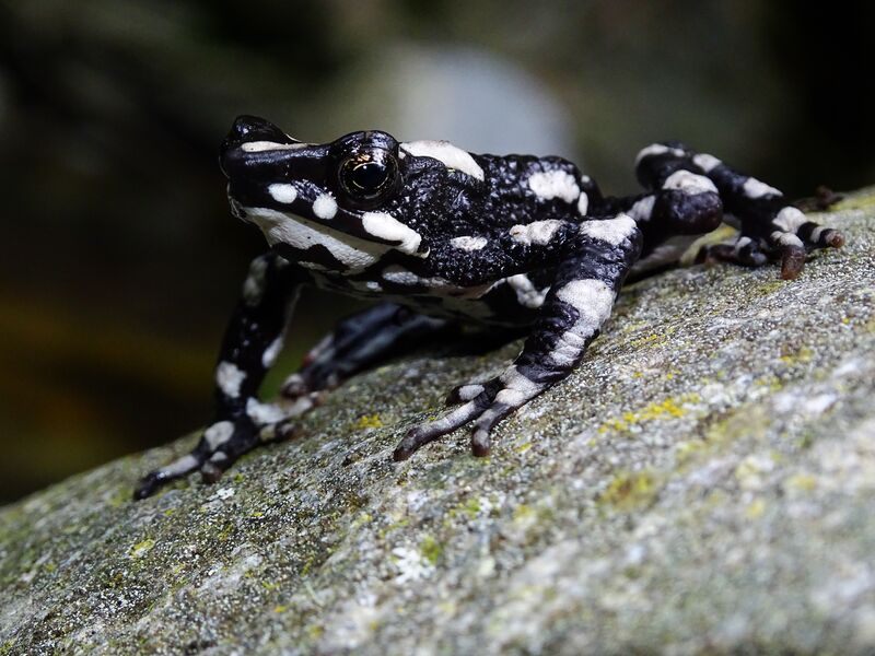 The starry night harlequin toad, known as ‘gouna’ to the Arhuaco people, is classified as critically endangered by the IUCN Red List of Threatened Species. Although it had been lost to science for nearly 30 years, it has never been lost to members of the Sogrome community, who have always lived in harmony with the toad in their shared home in the Sierra Nevada de Santa Marta and have historically protected the amphibian, its habitat and the other wildlife living there.

Photo courtesy of Fundación Atelopus