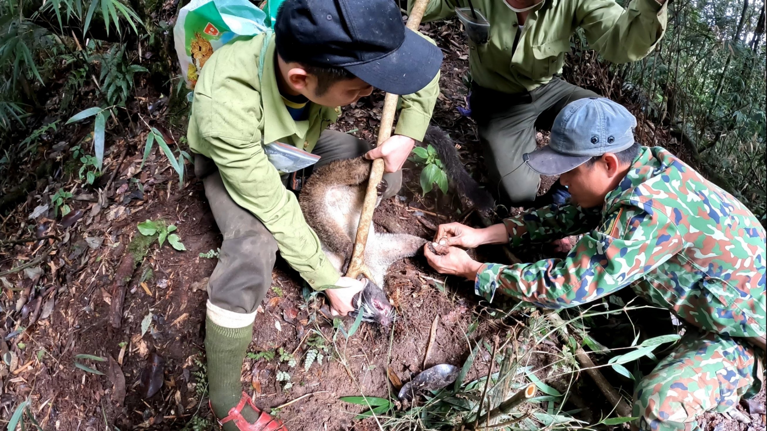 Not only do rangers remove snares in Vietnam - they also rescue animals that have been caught. Here, a team of rangers rescue a masked palm civet - a type of small carnivore - in the forests of Pu Mat National Park. After removing the wire snare, the rangers provided basic veterinary assistance, and then released it back into the forest.