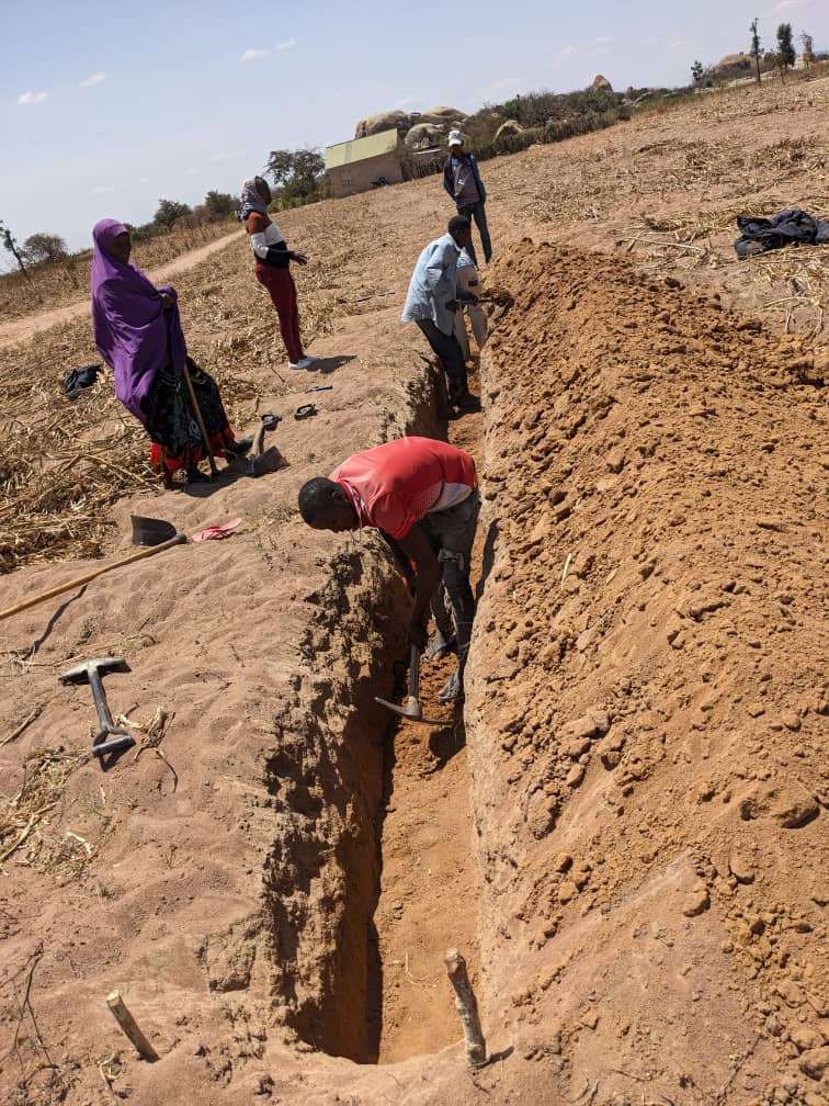 It is the dry season of the year that farmers are preparing for the next rain season by maintaining fanya juu fanya chini trenches and/or digging new trenches. These trenches are used to harvest surface running rainwater and stop soil erosion. The harvested rainwater infiltrate in the soil helping to increase water availability for the crops which leads to better yields. Farmers in our program areas in Singida have already started digging these trenches so as to prepare for the next farming season. In the photo, is a farm owned by Damas Hupa a farmer from Munkinya village. He is happily repairing his trenches with the help of fellow farmers. 