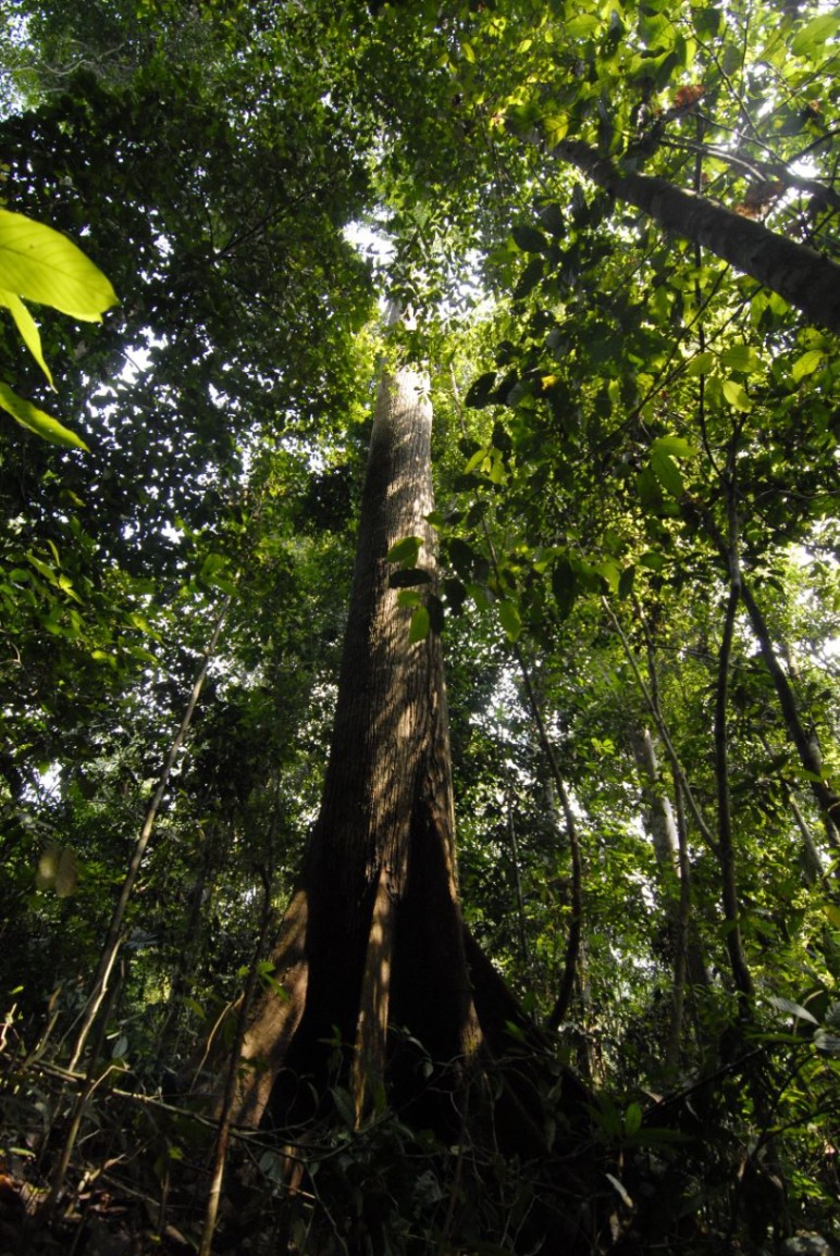 Honey Production and Stunting Prevention: Empowering the Punan Community through Sustainable Trigona Bee Farming. 

The dense forest is life. Lunang Telang Ota Ine, says the Punan, a Dayak community in North Kalimantan. Dense forests are a source of food for honey-producing bees. This is also one of the goals of developing trigona bee cultivation that produces honey. After the social forestry facility by KKI Warsi, by collaborating with parties to increase the value of forest benefits. Together with KPH Warsi encourage community capacity building for trigona bee cultivation