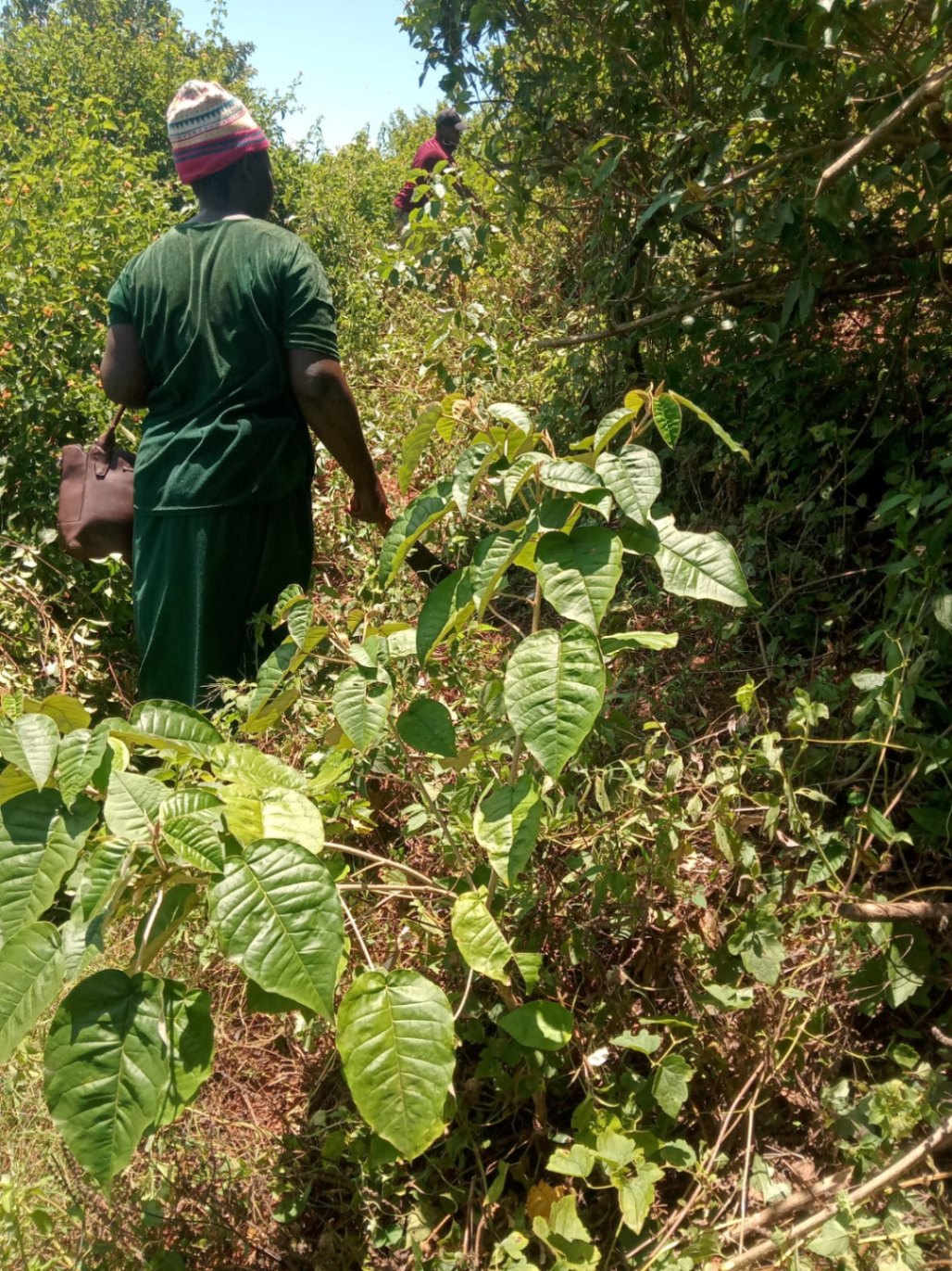 Monitoring of forest sites established in 2021 and 2022 is ongoing, and baseline monitoring of sites established in November 2023 has begun. After-care is being given to on-farm high-value fruit and agroforestry trees planted in 2021, 2022 and 2023 by individual farmers, with follow-ups by GBM and county technicians. Tree nurseries in the project area are also being managed to ensure that there are enough quality tree seedlings ready for planting.