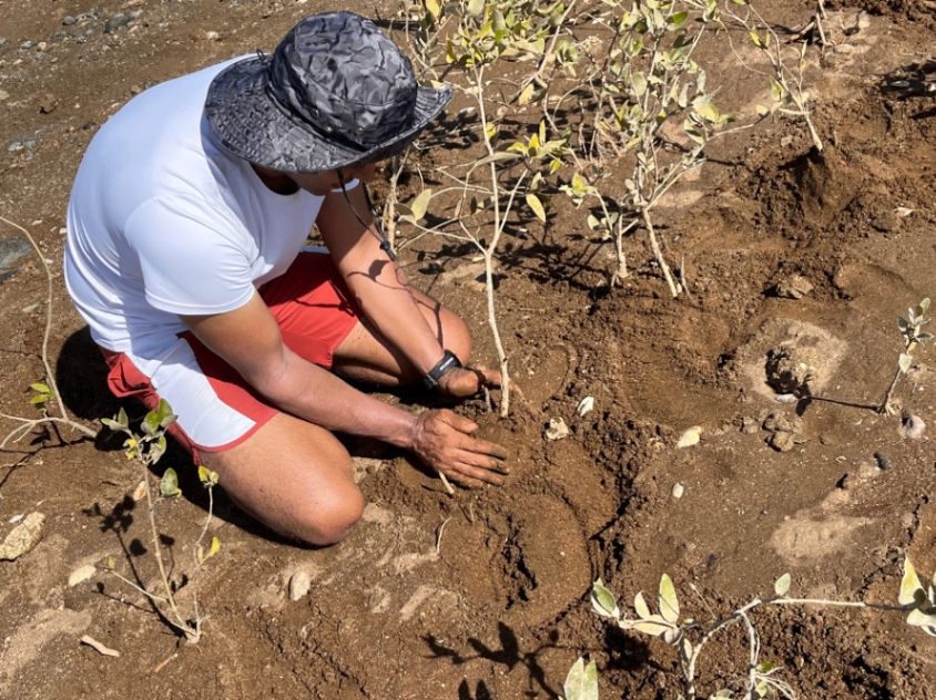 Direct seed planting of 15,000 seeds in Kalba, Sharjah began in August 2024.