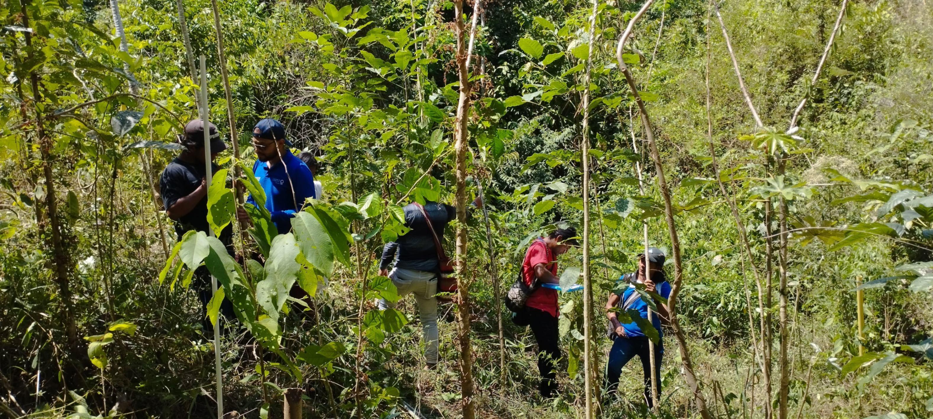 Technical monitoring and supervision have commenced. Data analysis from the monitoring phase is ongoing, including the verification and adjustment of information. Permanent plot installation and monitoring have also been finalized, with 720 plots (413 plots of 10x10m and 307 plots of 30x30m). General maintenance activities continue. 