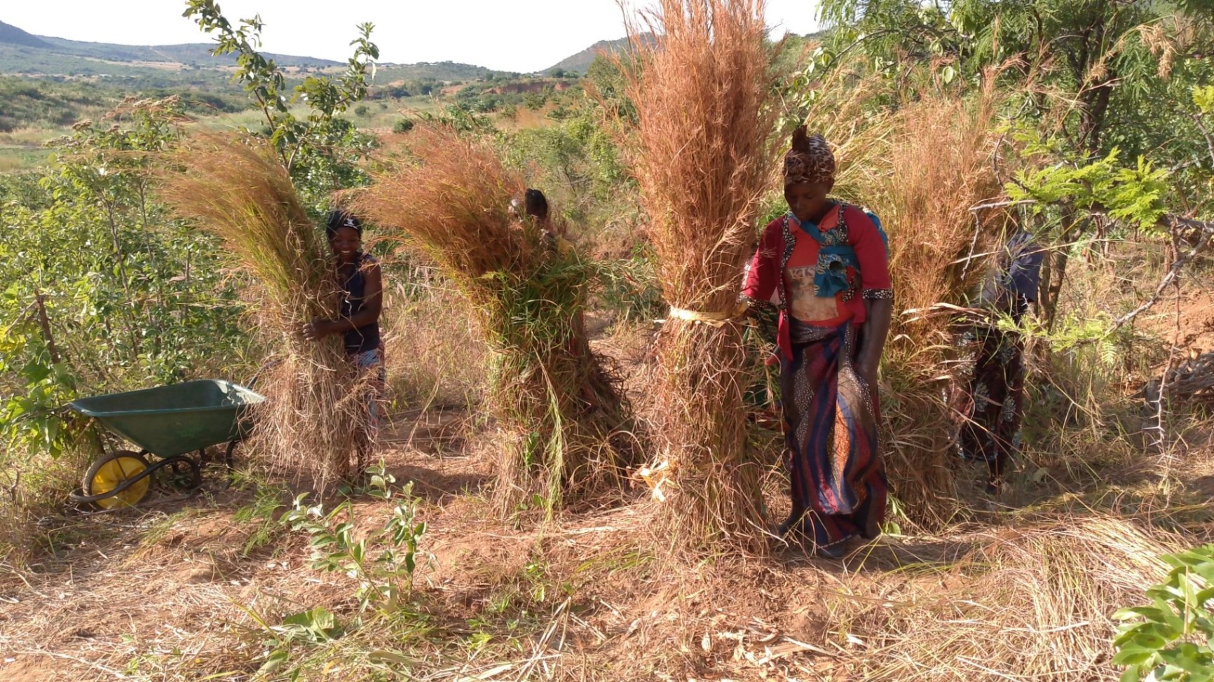 In the last quarter, WfZ significantly boosted community engagement and support. Four new community nurseries— Ighughu, Iponjola, Mtaja, and Kavula—were launched, expanding landscape restoration efforts. Over 1,000 community members attended environmental conservation and female empowerment meetings. Outreach clinics provided health services, including HIV treatment, and distributed 3,567 reusable sanitary pads. Nearly 3,500 women were educated on nutrition and sustainable farming, and girl-student education was supported. These initiatives highlight WfZ's commitment to environmental stewardship and community well-being.