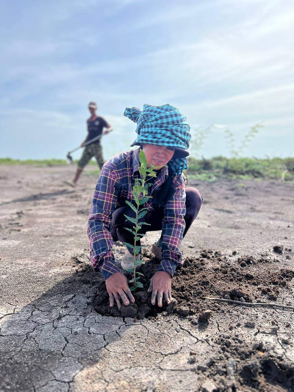 The team have been maintaining and monitoring the seedlings which have been planted.