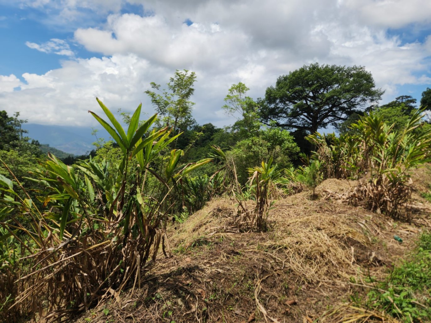 The main focus has been plantation cleaning and reseeding (the latter being a natural process), but due to the intense and prolonged summer the reseeding has been extended.