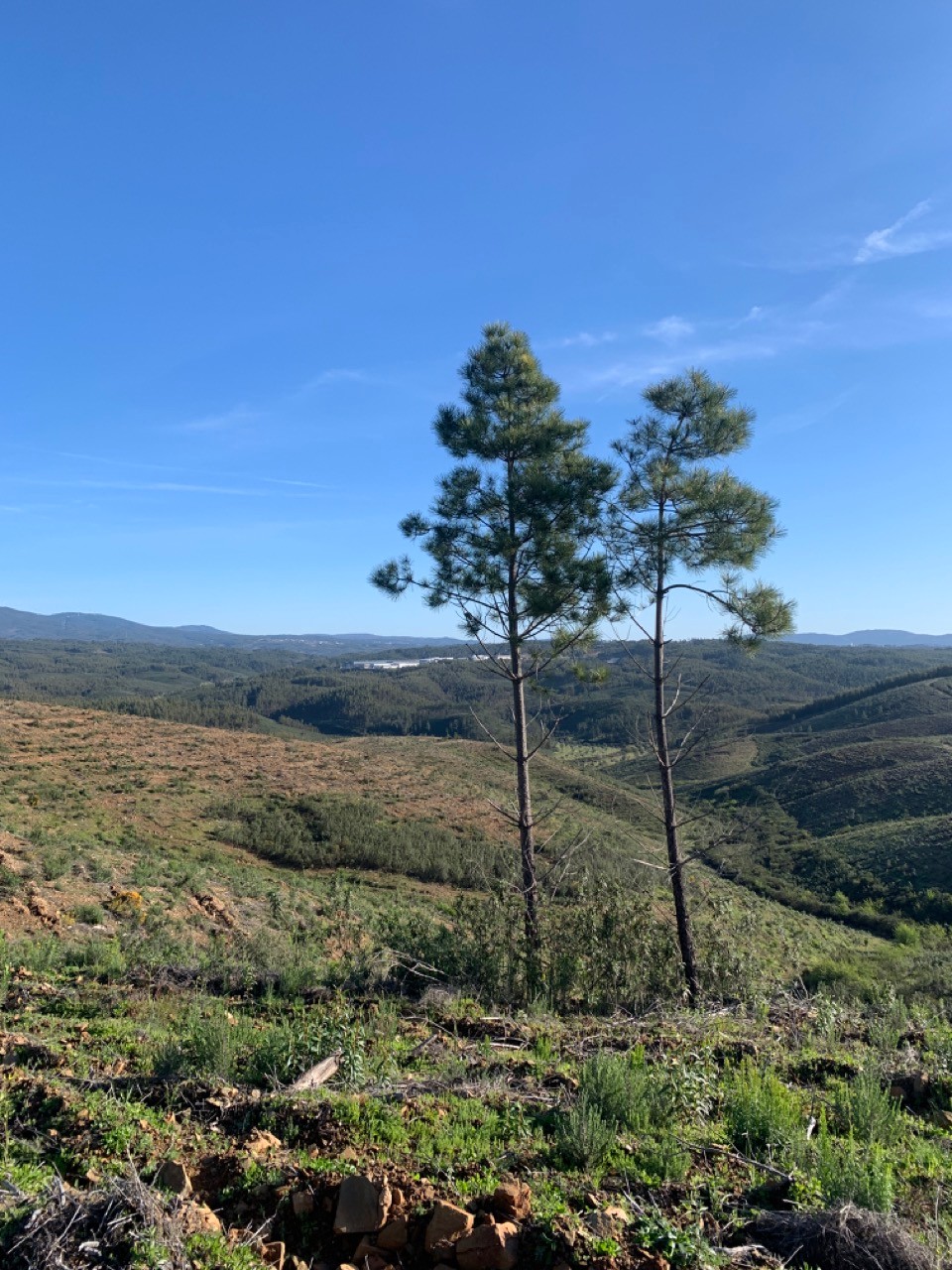 Recent activity includes replanting trees, maintenance, and monitoring.