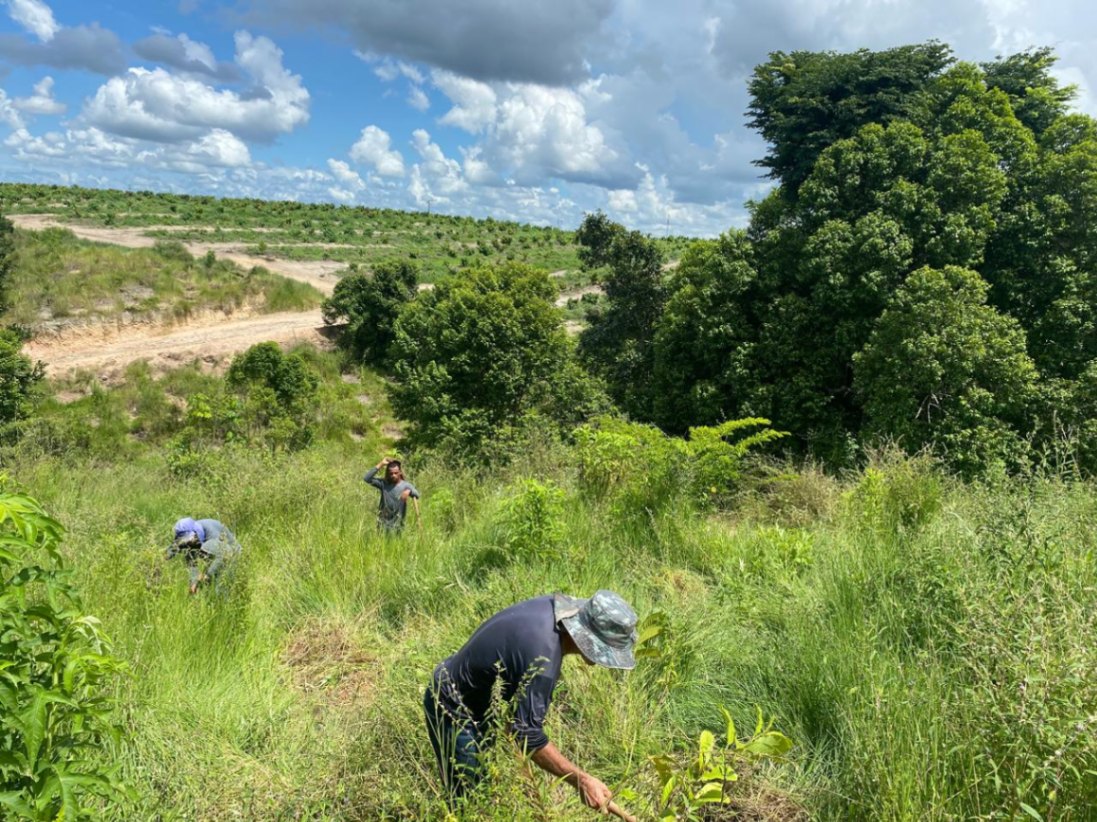 The partners of the 1st cycle have planted about 85% of the 900 hectares, approximately 1,000,000 seedlings. They continue with planting, maintenance, and "year zero" post-planting monitoring.

The partners of the 2nd cycle have planted about 5% of the 1,080 hectares, around 60,000 seedlings. Some are in the planting preparation phase, while others continue planting.

The Conservation International Brazil team is working with the global Priceless Planet Coalition team to carry out the public call for the 3rd cycle, covering 1,400 hectares and adding 3,500,000 seedlings.