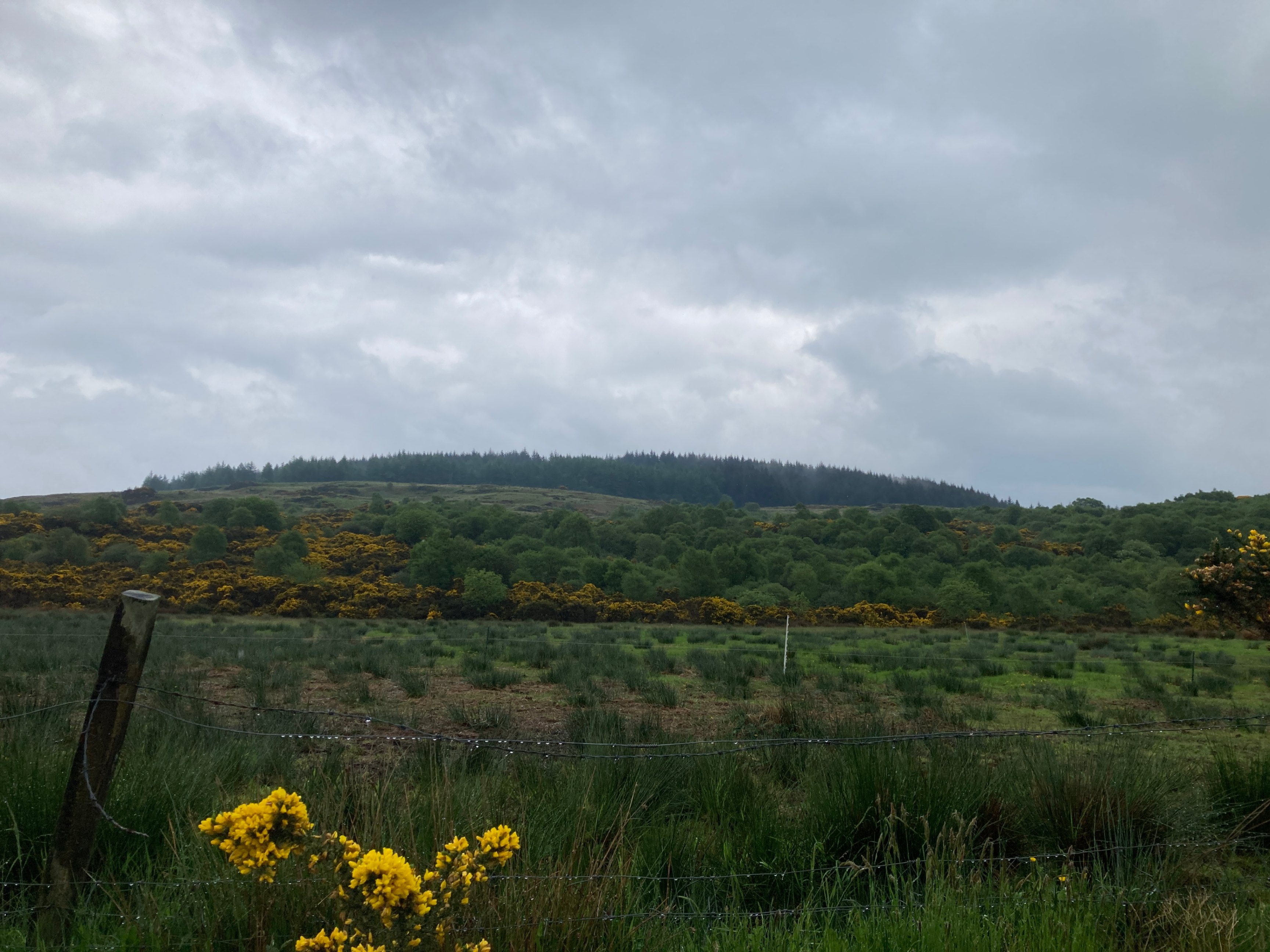 PPC activity will start in the 24-25 planting season at three sites within the West Cowal Habitat Restoration area, involving fencing, ground preparation, planting, direct seeding, and natural regeneration in gorse and bracken areas. Local community volunteering will be offered. An iNaturalist project will record biodiversity in the core rainforest and expansion zones, with PPC sites monitored beyond the project's timeframe. Rainforest Community Network events on September 14th & 15th, co-funded by the coalition, will connect communities and promote shared environmental efforts.