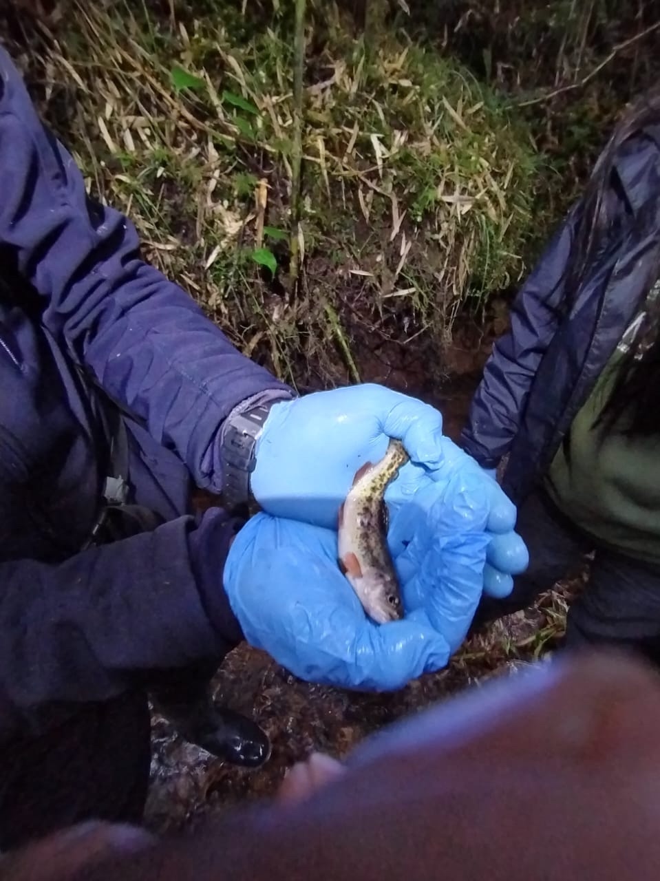 However, we also discovered trout in the same area, underscoring the urgent need for intervention to manage the populations of this invasive species, which pose a threat to local amphibians. 