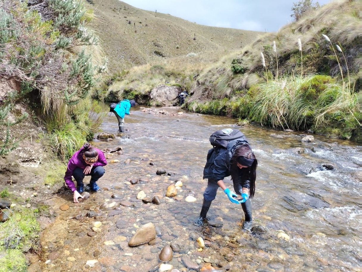 During a field work in Cerro Negro in Canton Sigsis, we employed electrofishing techniques to address the threat posed by rainbow trout while simultaneously monitoring Atelopus tadpoles.