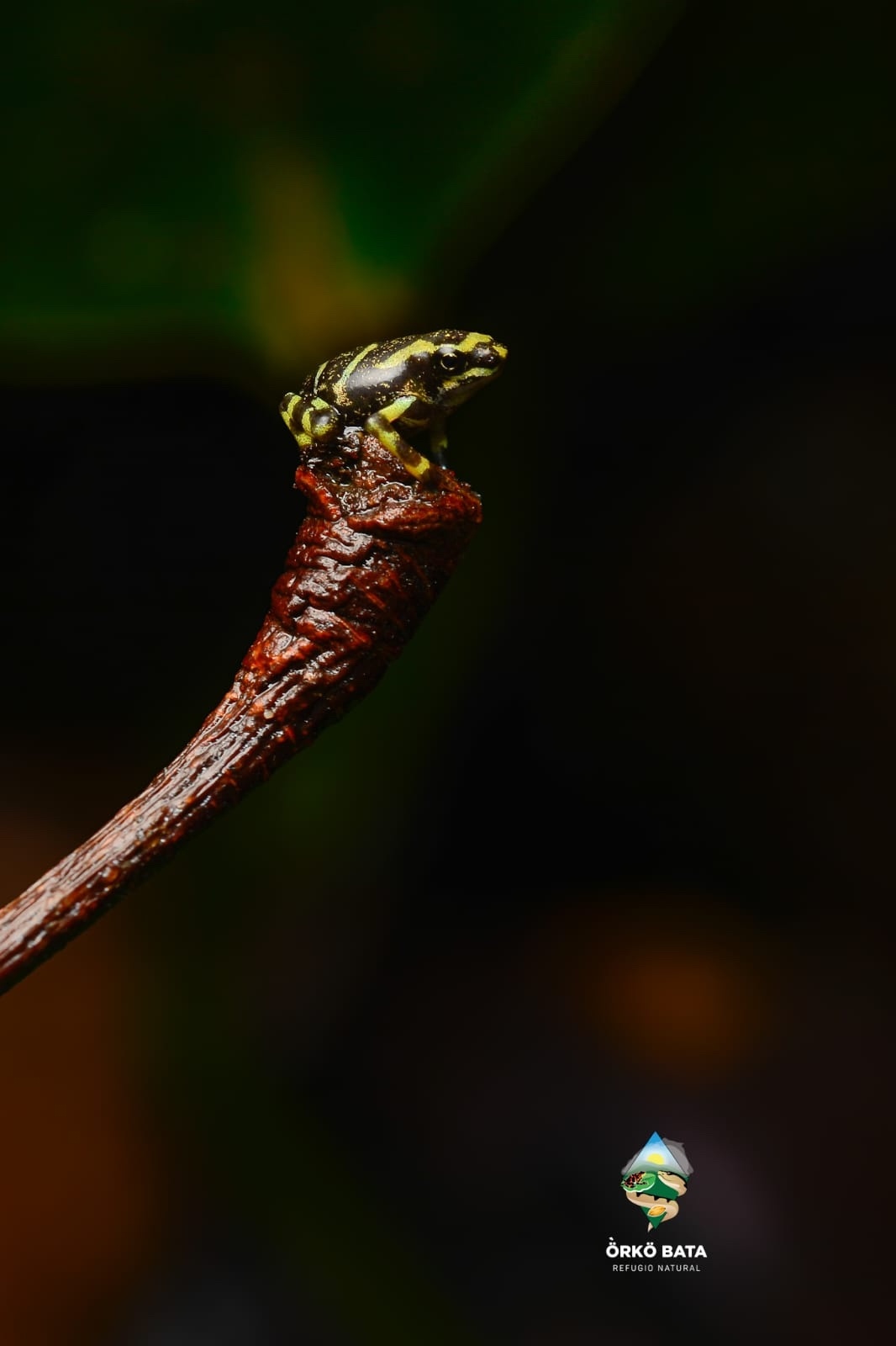 In Sogrome, our team monitored the breeding creeks of Atelopus arsyecue, a species sacred to the Indigenous community. These efforts are crucial for understanding and preserving their population.