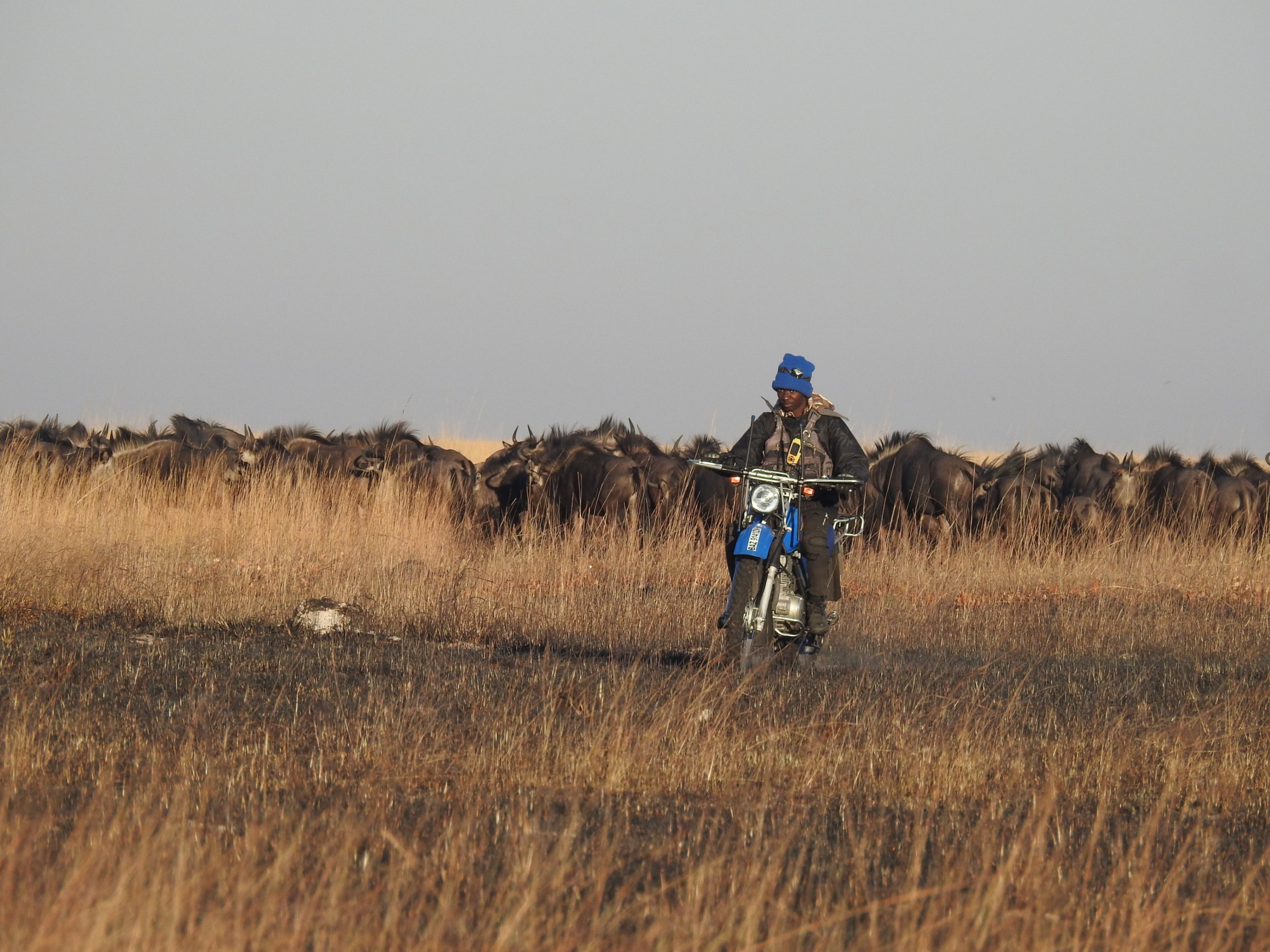 Our dedicated field assistant monitors a herd of wildebeest in their natural habitat, contributing to our understanding of their demography and calf survival rates. This data reveals the challenges they face, from predation to habitat changes, and helps us identify practical solutions to protect these iconic herds. 
With your support, we can continue this vital work, ensuring the survival of wildebeest and the balance of the ecosystems they sustain.
