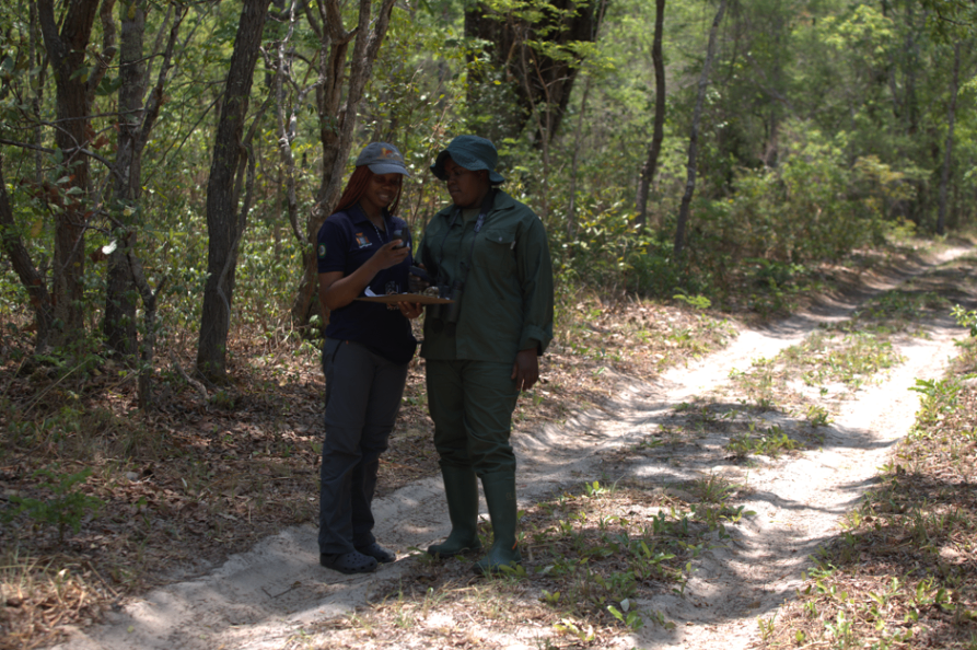 Image 3, 4 and 14 – We successfully conducted our Late Season October 2024 Ground Count Survey. The survey was a joint collaboration between ZCP and our partners (DNPW, WLCP, and WWF) who provided the resources needed to effectively carry out the survey without difficulties. Wildlife species such as Buffaloes, Sable Antelopes, Elephants, Caracals, Serval Cats, Pukus, Bushpigs, Jackals, Civets Mongoose, and Bushbucks etc. were recorded during the survey.