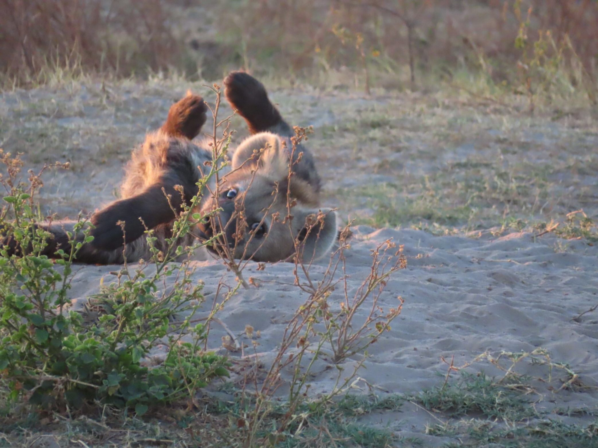 
Lwakoi Cub

“Every great hunter starts as a playful cub!”