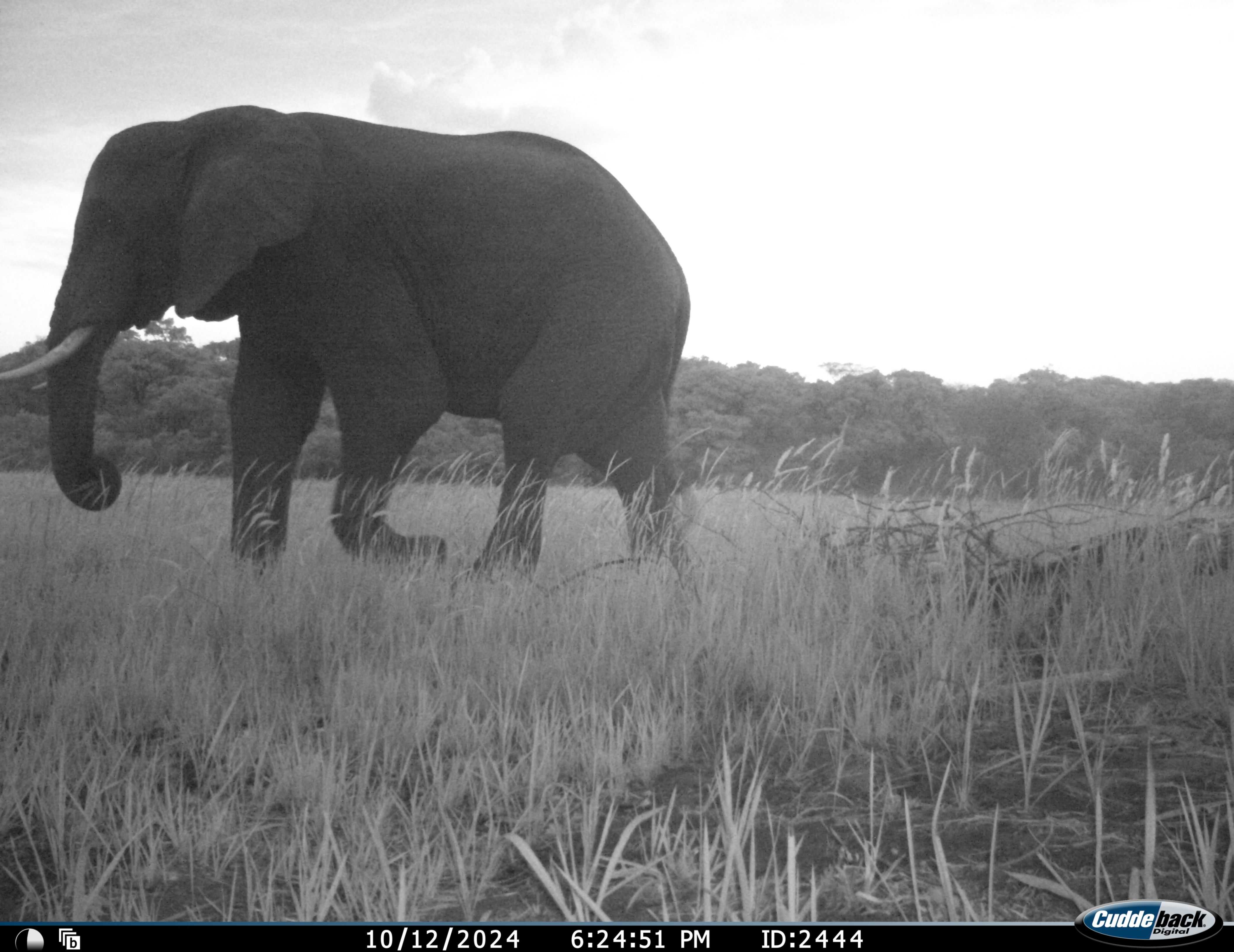 Adult male Elephants (Bulls) are solitary in nature but may temporarily associate with other males. Bulls that associate in smaller groupings or herds have a hierarchal-ranking social structure. Leaders are determined by age and strength to protect the front and rear of the group. Quiet-natured bulls do not seek leadership roles but serve as stabilizing members within the group. Hierarchal roles are re-established and re-adjusted whenever a male leaves or enters the herd or group. 