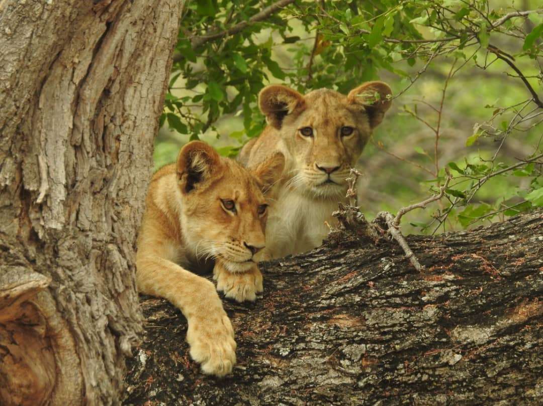 Our team discovered three Luambe lion cubs in a tree during their most recent monitoring trip. They were born to the single Luambe pride collared female in January. 
The team found the cubs concealed up a tree, with their mother nowhere to be seen. We'll keep an eye on her and hope she can look after her cubs so that the Luambe pride thrives. 