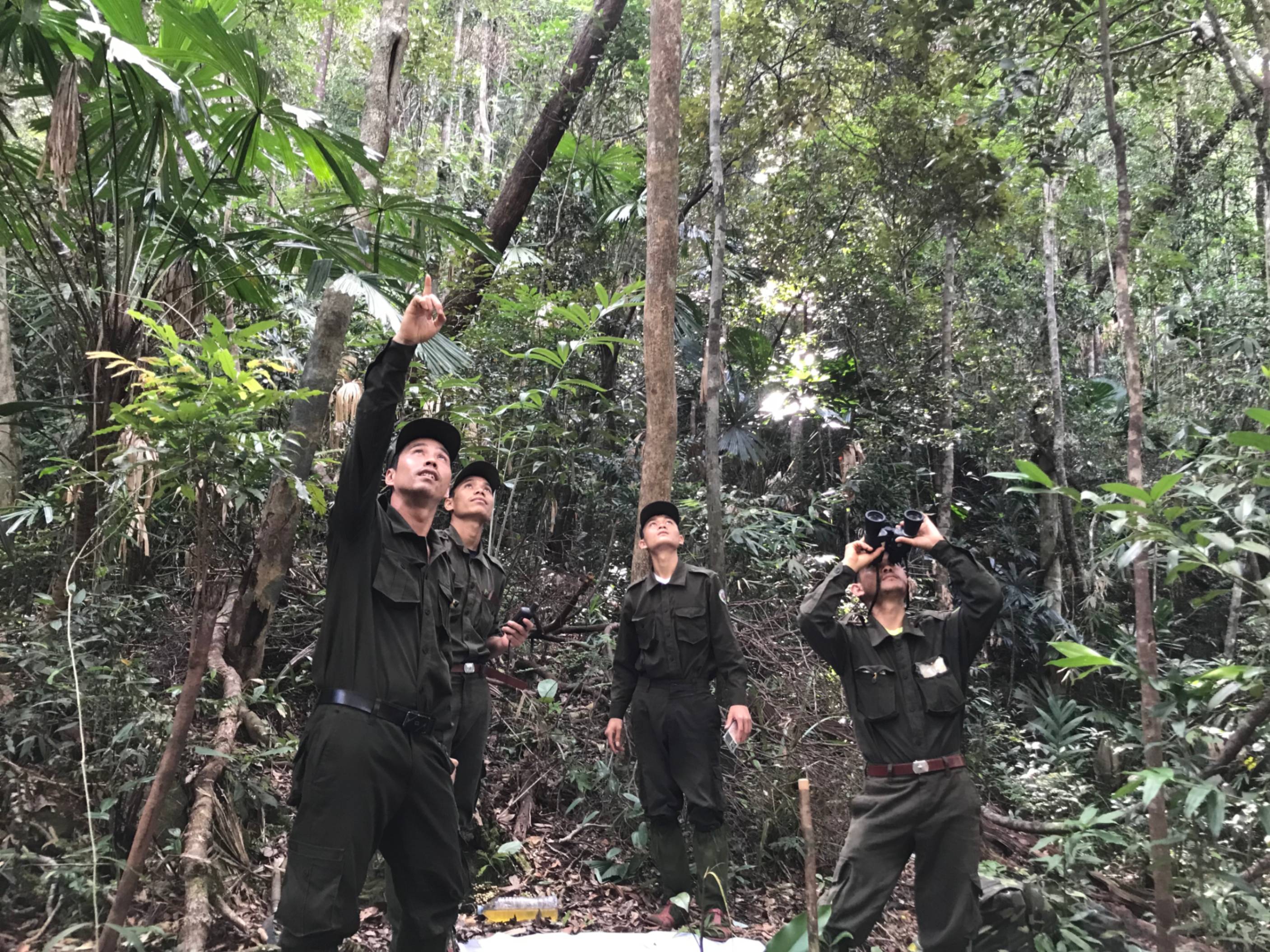 Rangers do so much more than patrol – for instance, they are also critical for documenting biodiversity in protected areas. Here, a group of rangers are watching a group of rare primates – the red-shanked douc – in the forests of the Quang Nam Saola Nature Reserve in central Vietnam. Observations like this help protected area managers to better understand the biodiversity in these reserves.