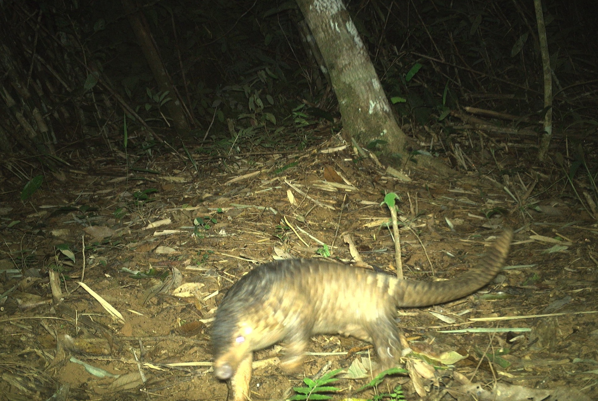 Good news! Our teams have finished retrieving camera-traps in an unprotected forest in southern Vietnam, and have documented a number of important species. One of the rarest finds was this pangolin – a species that is heavily traded for its scales and therefore highly threatened across Southeast Asia. The results from this biodiversity survey will be used to lay the foundation for eventual protection of the forest area. 