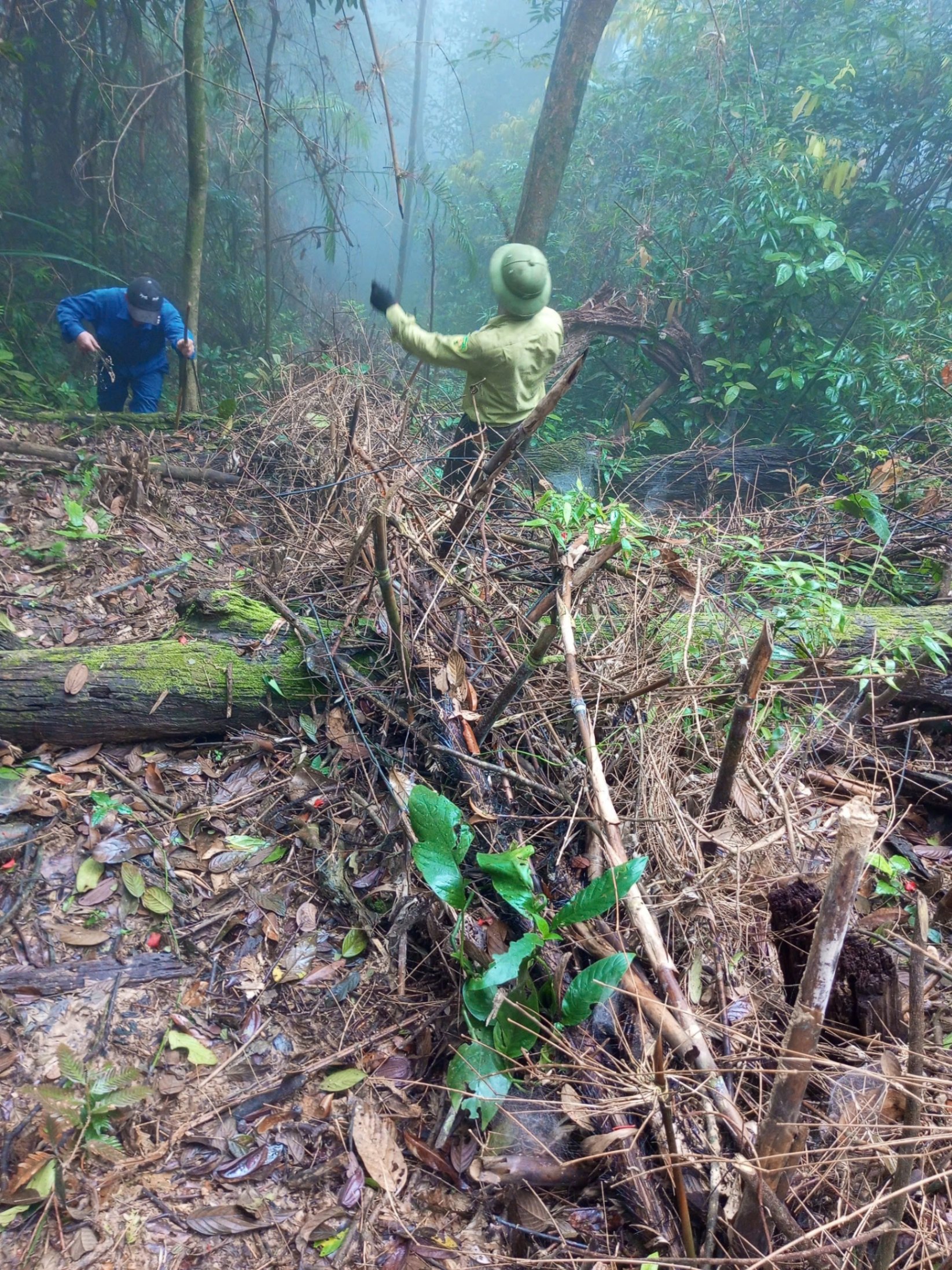 Among the most devastating traps for wildlife are brush-fences that are constructed to funnel animals into specific openings – where hunters set their snares. Finding and dismantling these brush-fences is important to protect wildlife in Vietnam. Here, rangers are taking apart a brush-fence in Pu Mat National Park, located in north-central Vietnam. 