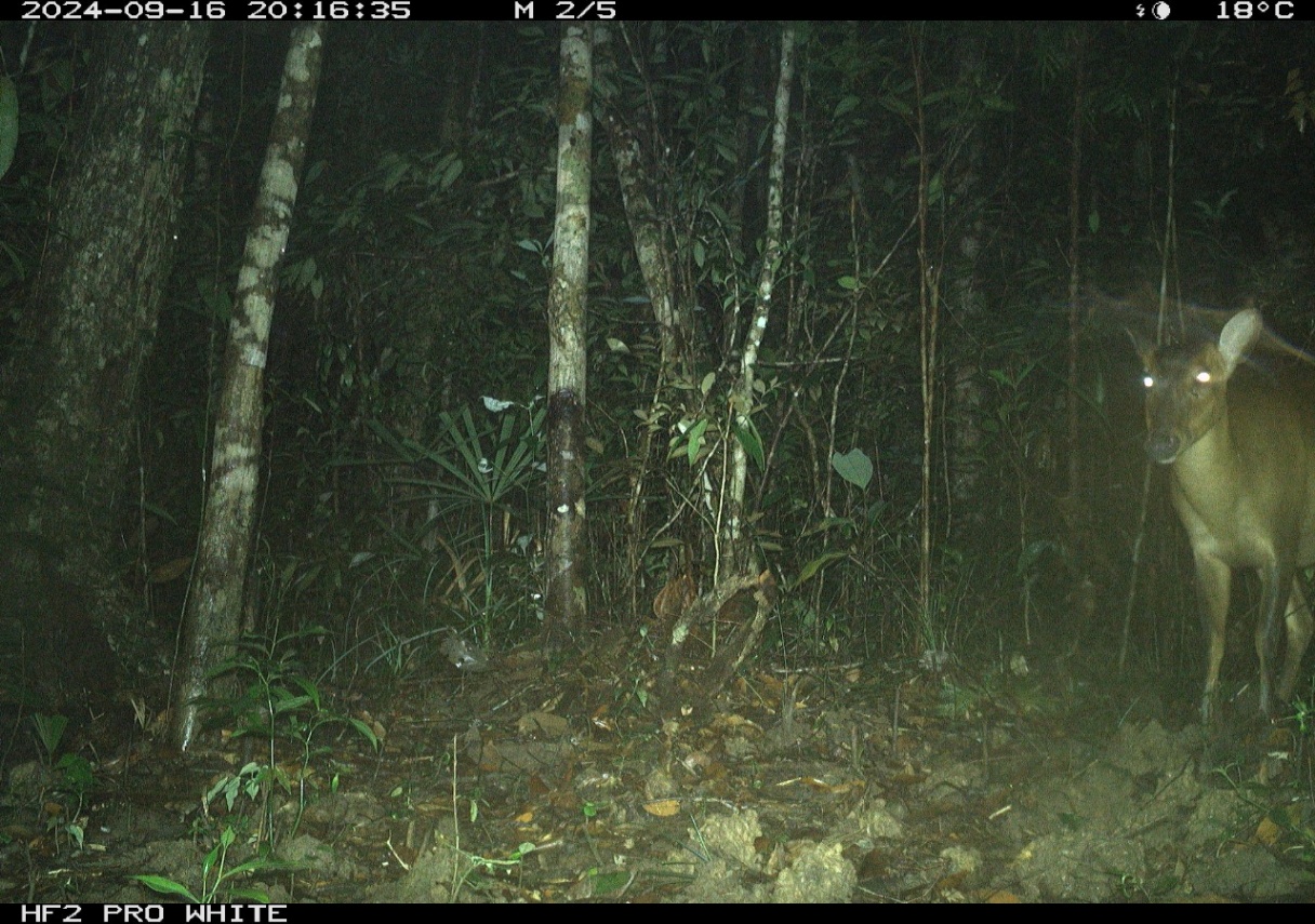 This deer photo might not look like much - but it shows one of the rarest deer species on the planet, the large-antlered muntjac. The species is Critically Endangered and facing global extinction. Its situation is especially critical in Vietnam, where populations have collapsed across the country as a result of snaring. This camera-trap photo, taken in September in Hon Ba Nature Reserve in Vietnam, confirms the survival of the species in southern Vietnam. It is a beacon of hope for one of the Annamite's most threatened mammals. 